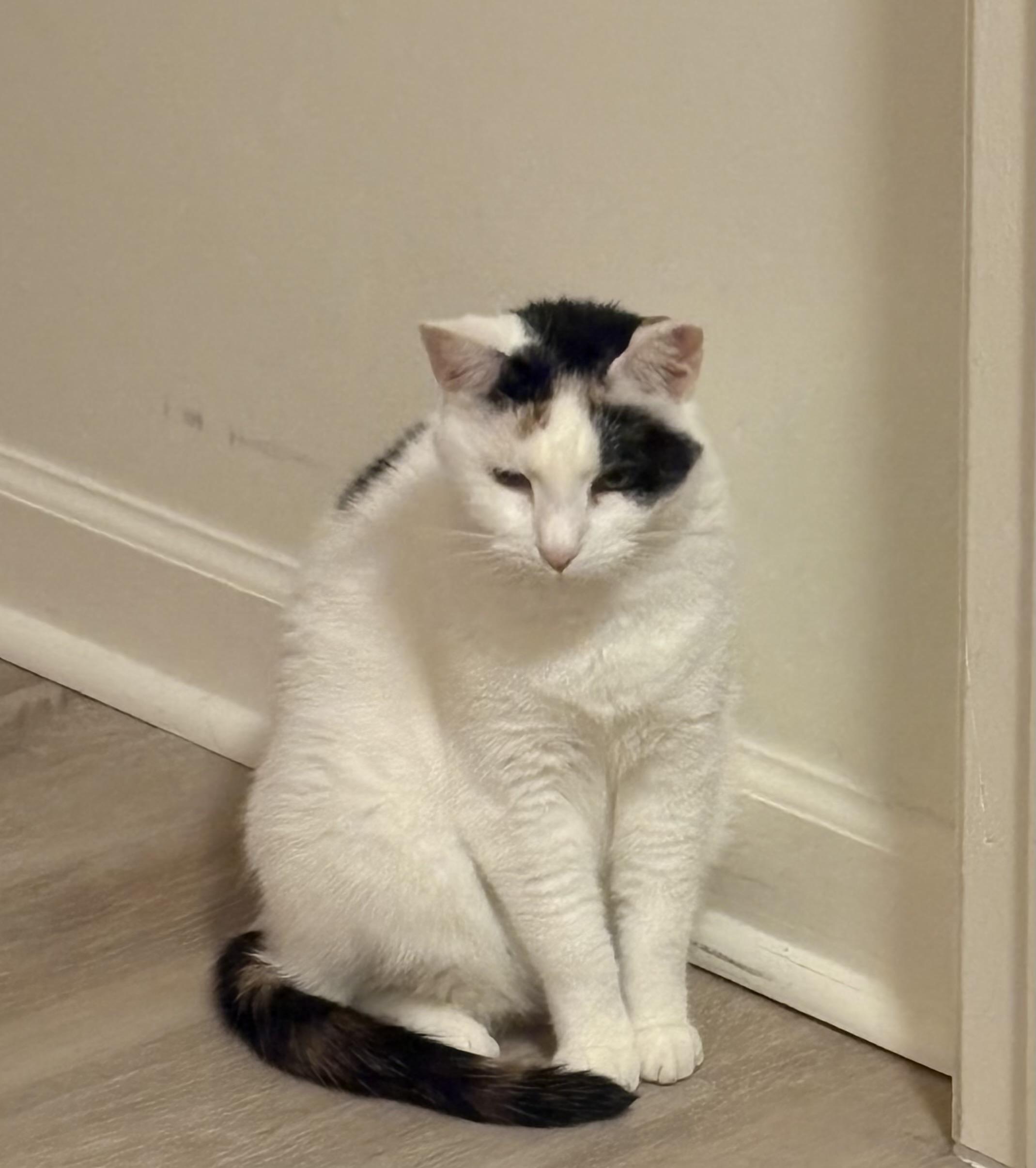 Enlarge Jane, a Adoptable mixed breed in Atlanta, GA image 3/4