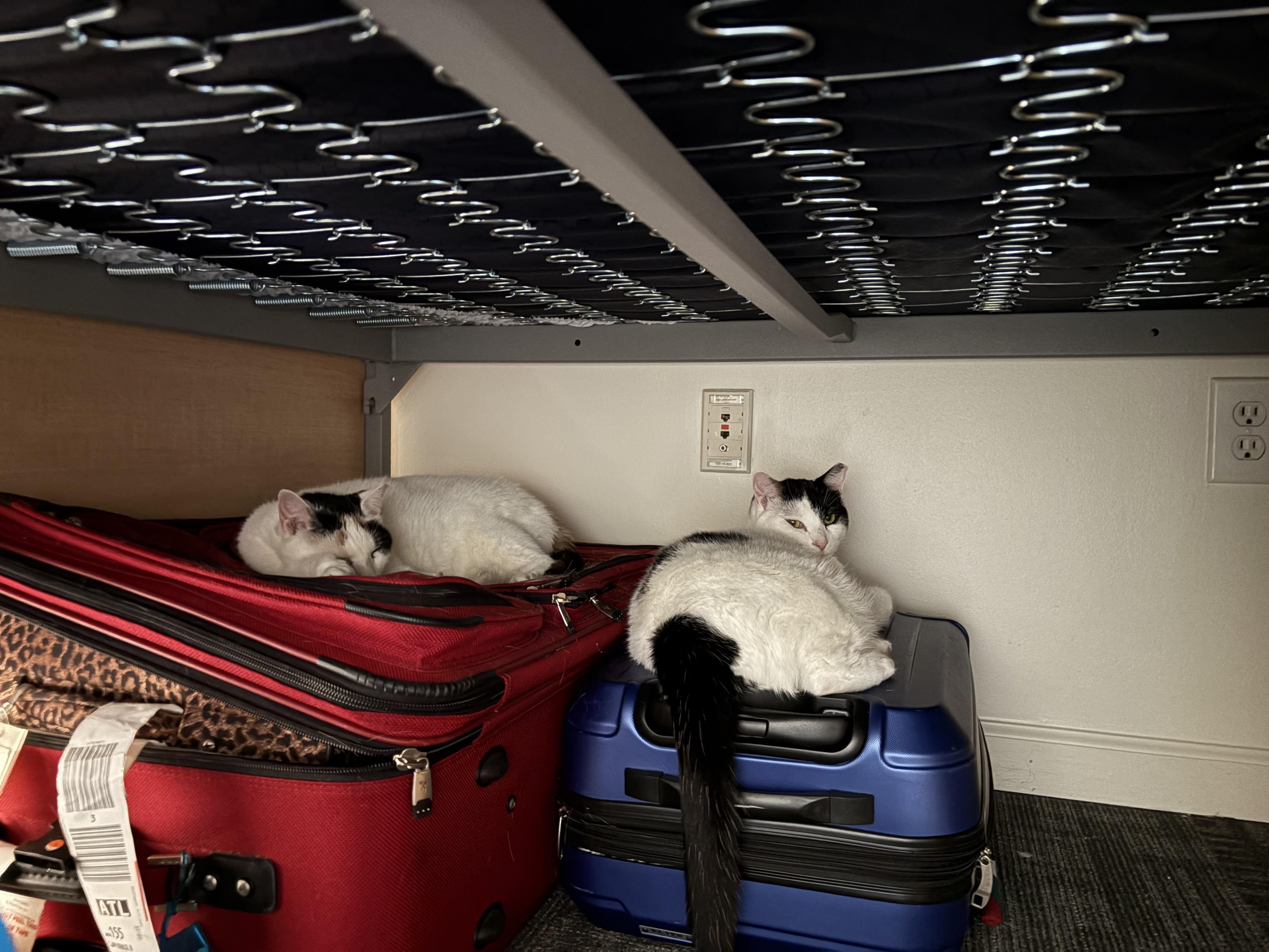 Enlarge Jane, a Adoptable mixed breed in Atlanta, GA image 4/4