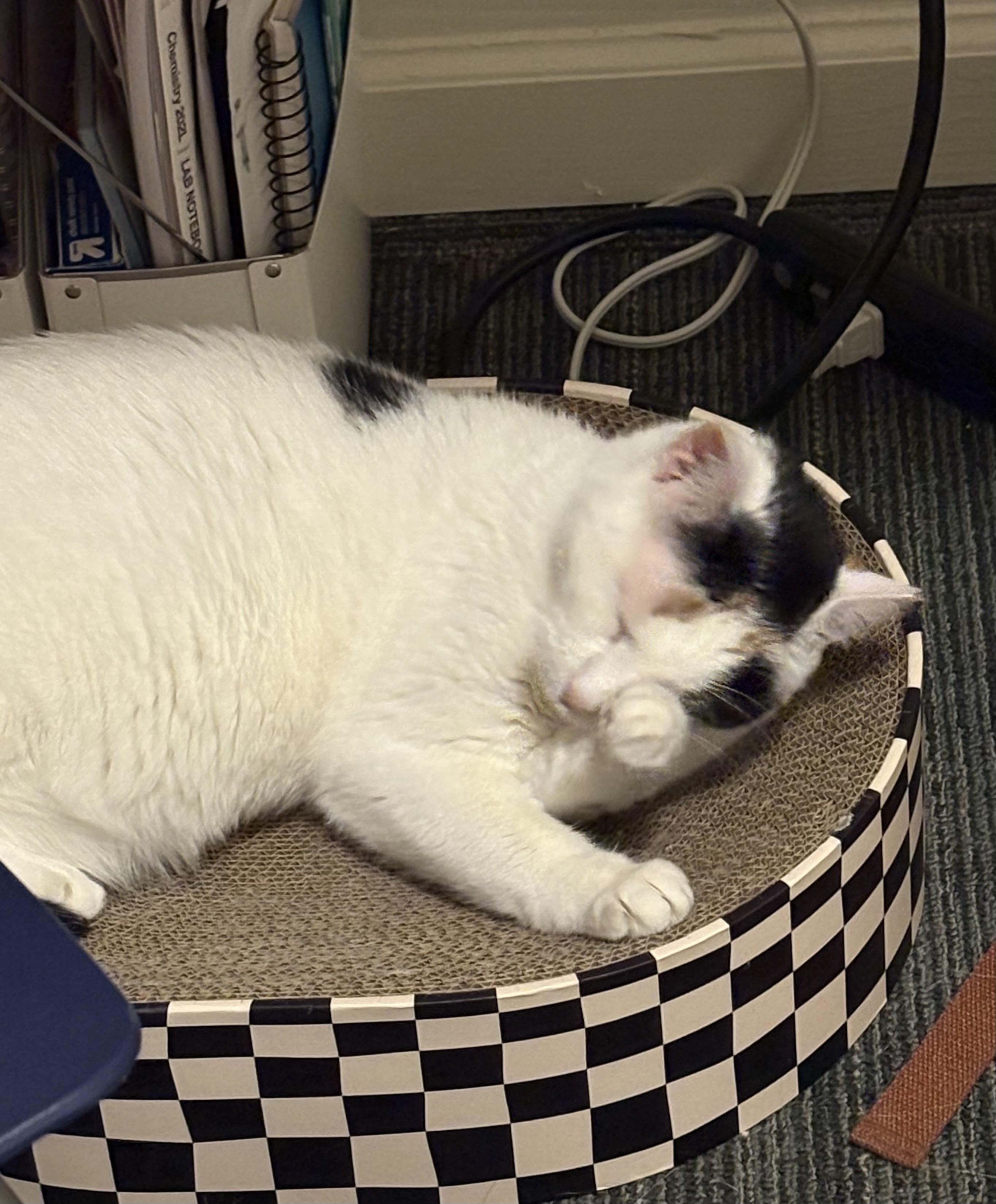 Jane, Adoptable, Young Female Calico & Domestic Short Hair.