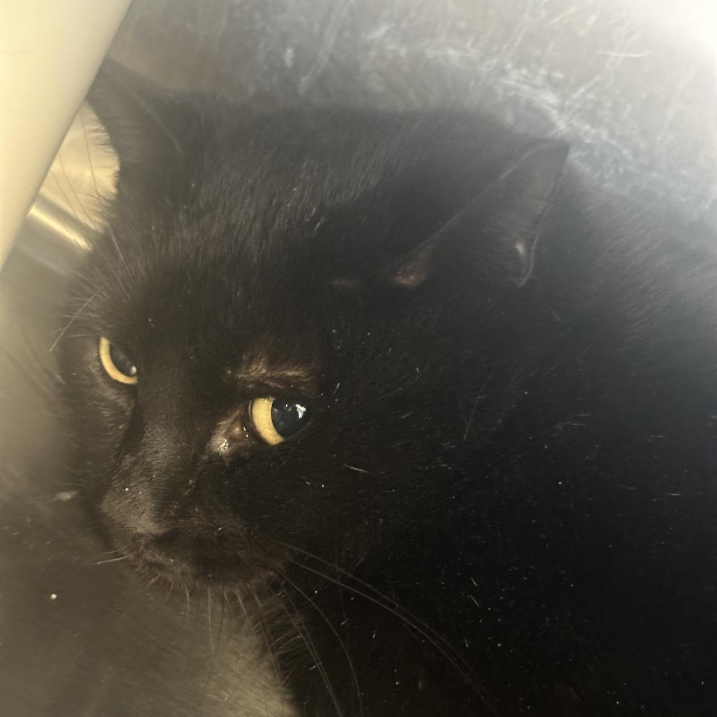 Pipsqueak, Adoptable, Senior Female Domestic Short Hair.