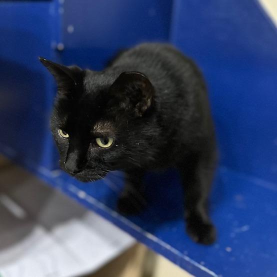 Enlarge Pipsqueak, a Adoptable Domestic Short Hair in Indianapolis, IN image 2/3