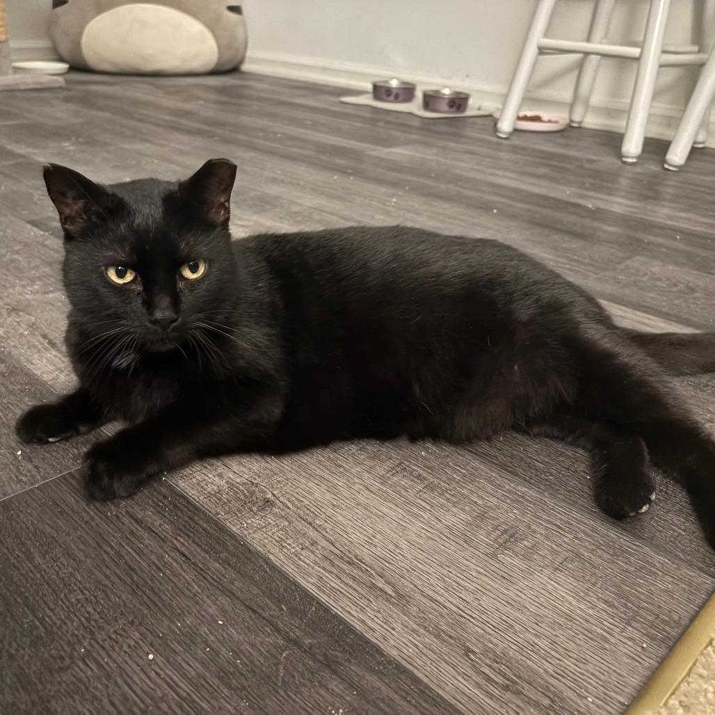 Enlarge Pipsqueak, a Adoptable Domestic Short Hair in Indianapolis, IN image 3/3