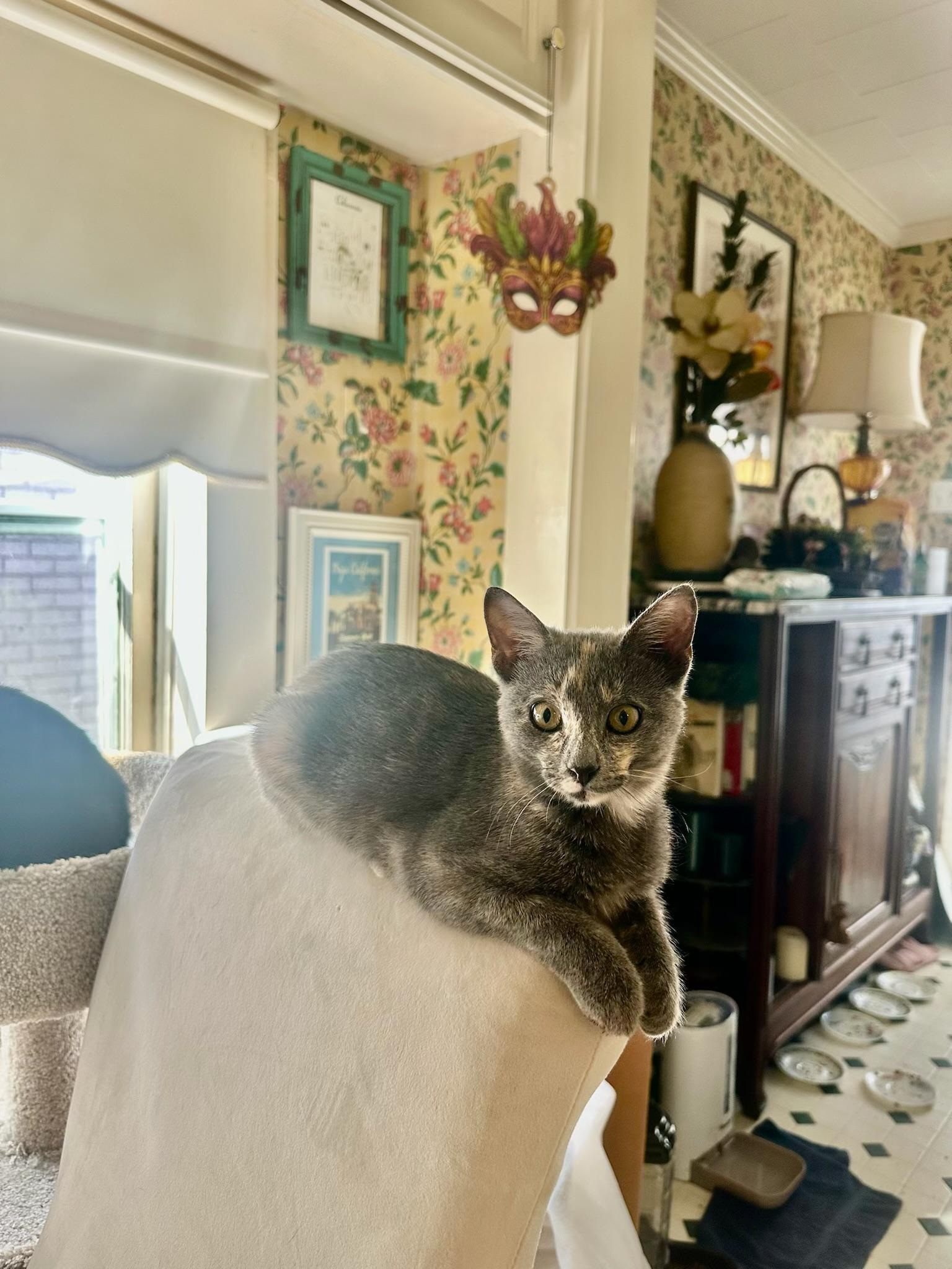 Enlarge PJ, an adopted mixed breed in New Orleans, LA image 1/2