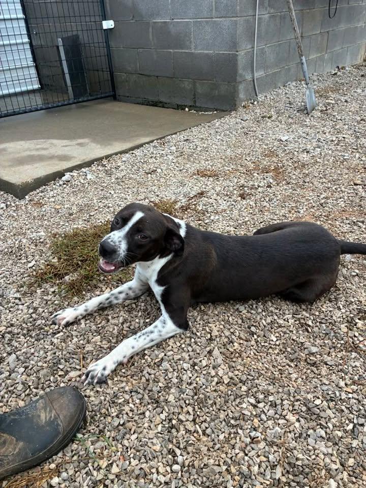 Enlarge Piper, a Adoptable mixed breed in Munfordville, KY image 1/3