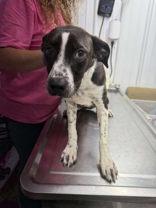 Enlarge Piper, a Adoptable mixed breed in Munfordville, KY image 2/3