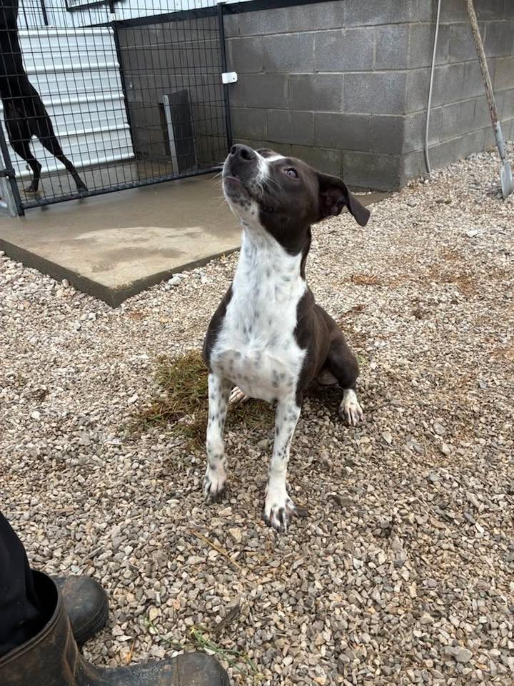 Enlarge Piper, a Adoptable mixed breed in Munfordville, KY image 3/3