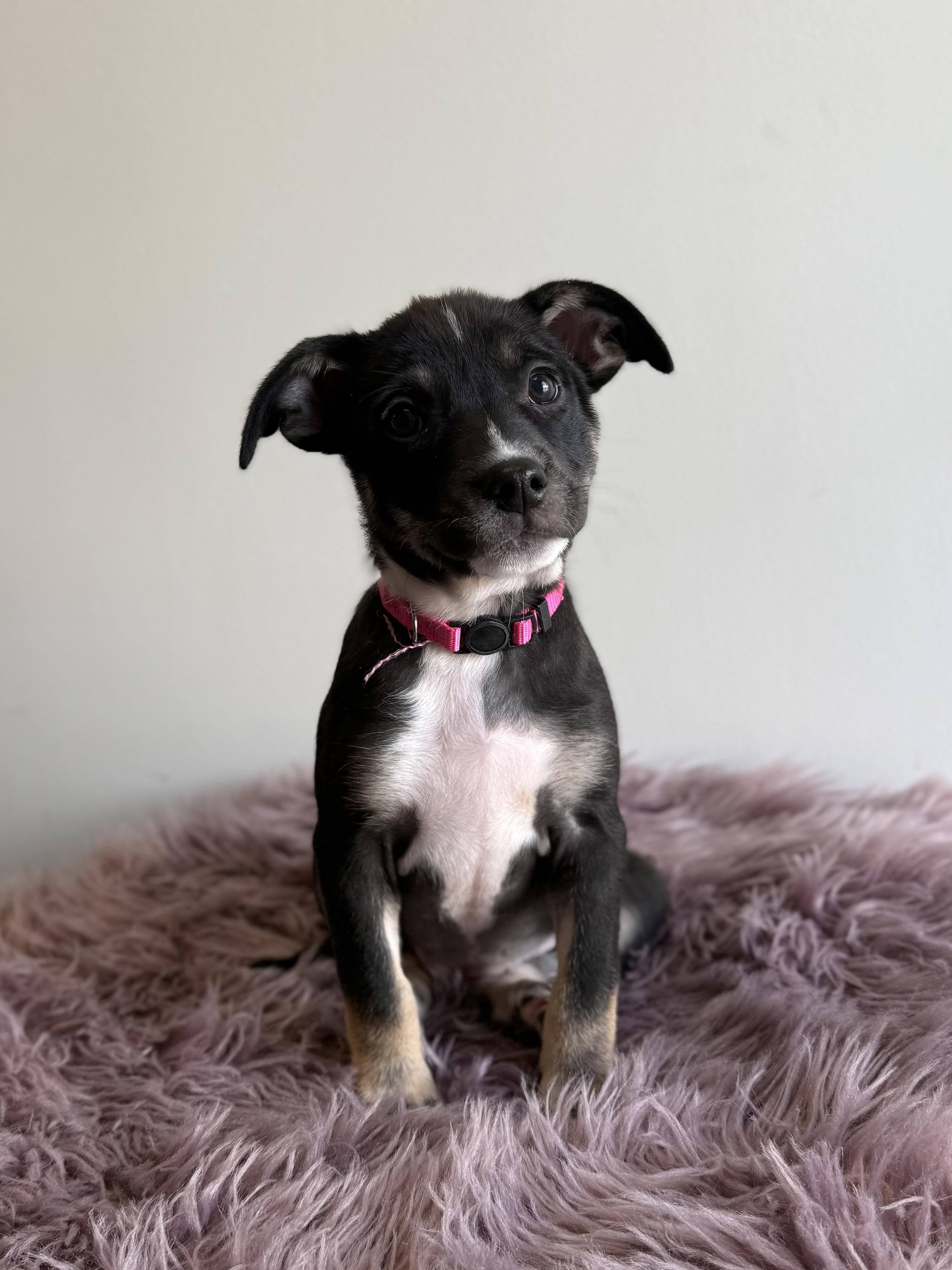 Tavra, an adopted mixed breed in Eagle, CO image 1/6
