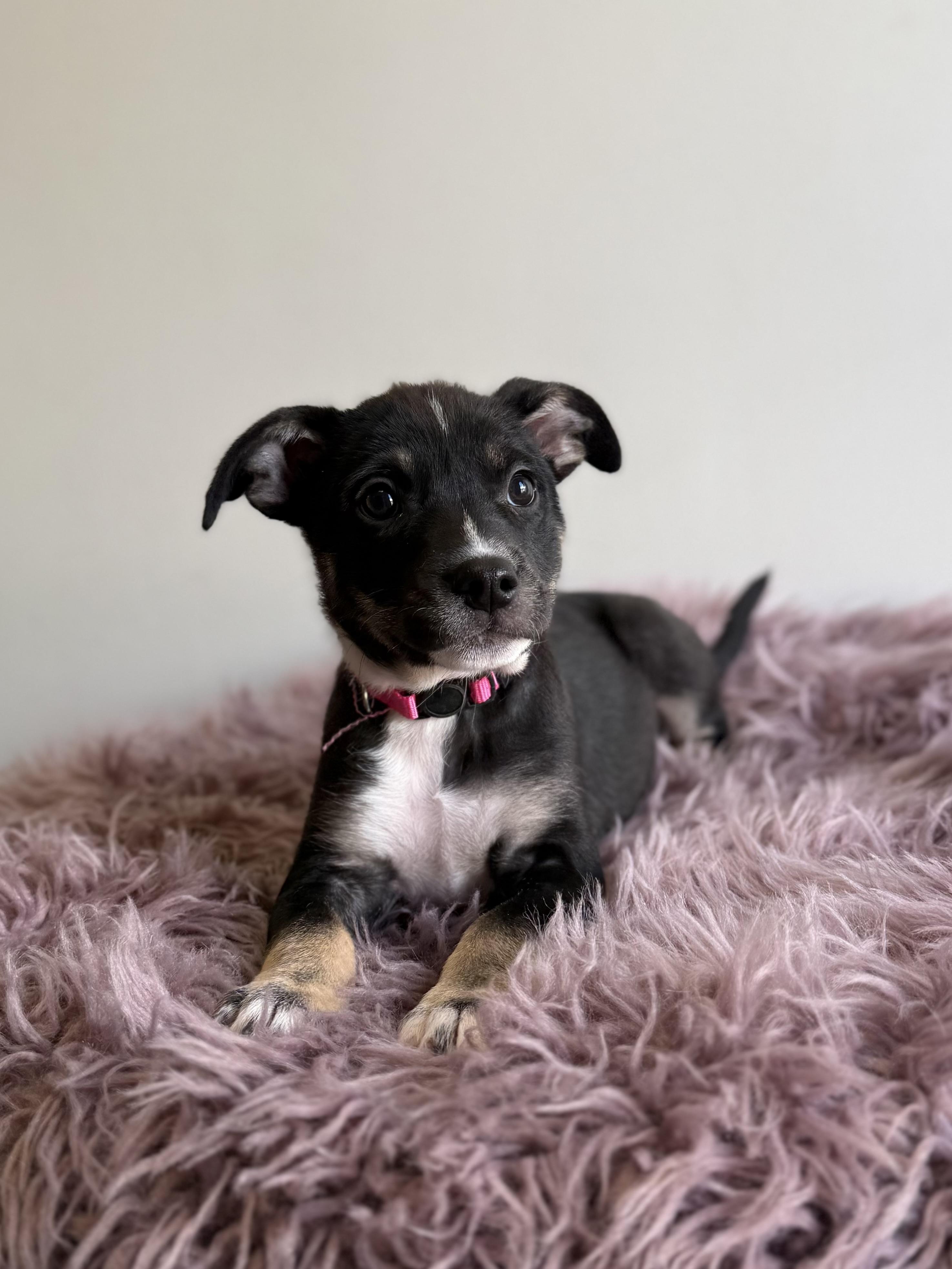 Tavra, an adopted mixed breed in Eagle, CO image 4/6
