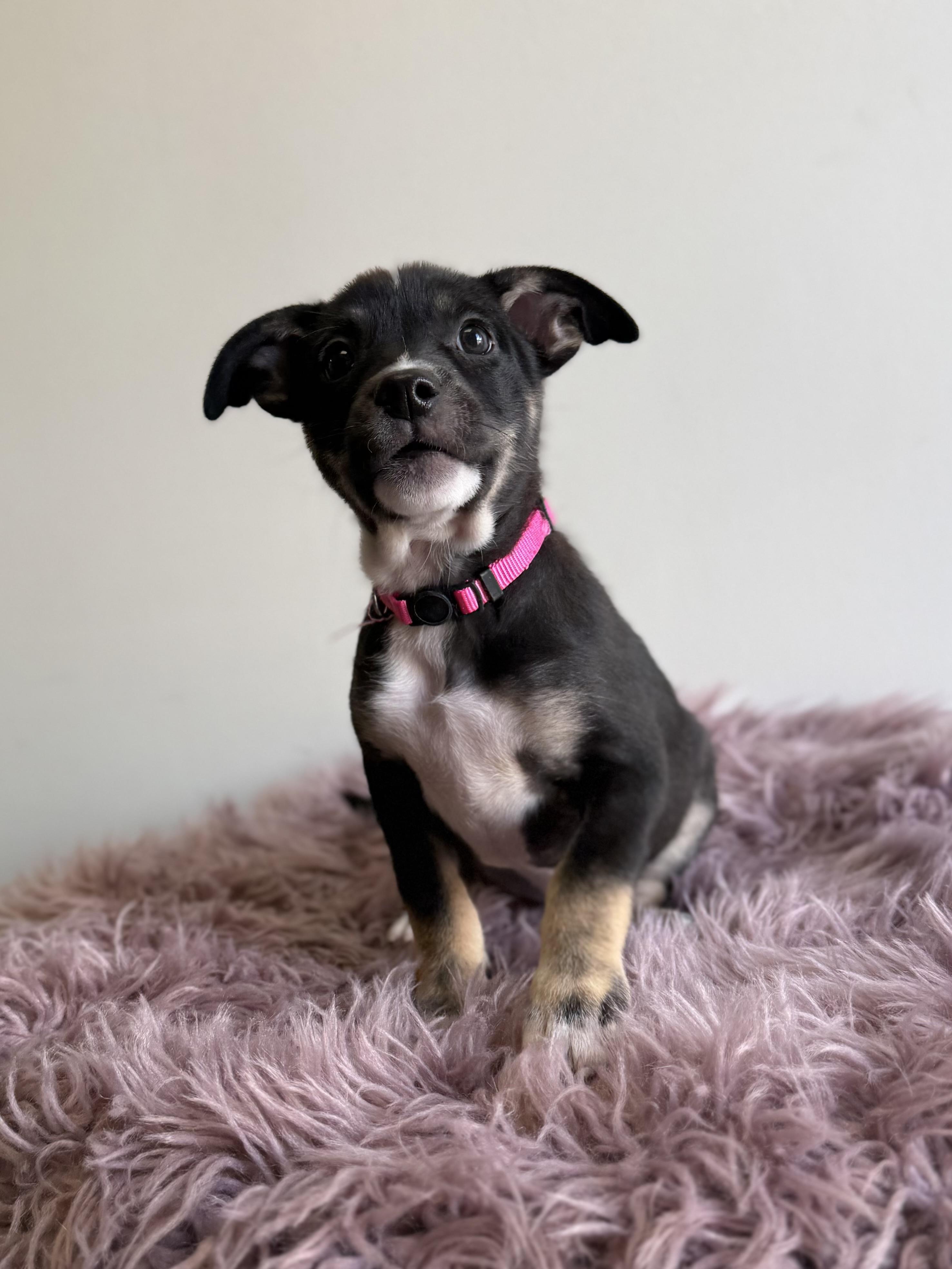 Tavra, an adopted mixed breed in Eagle, CO image 6/6