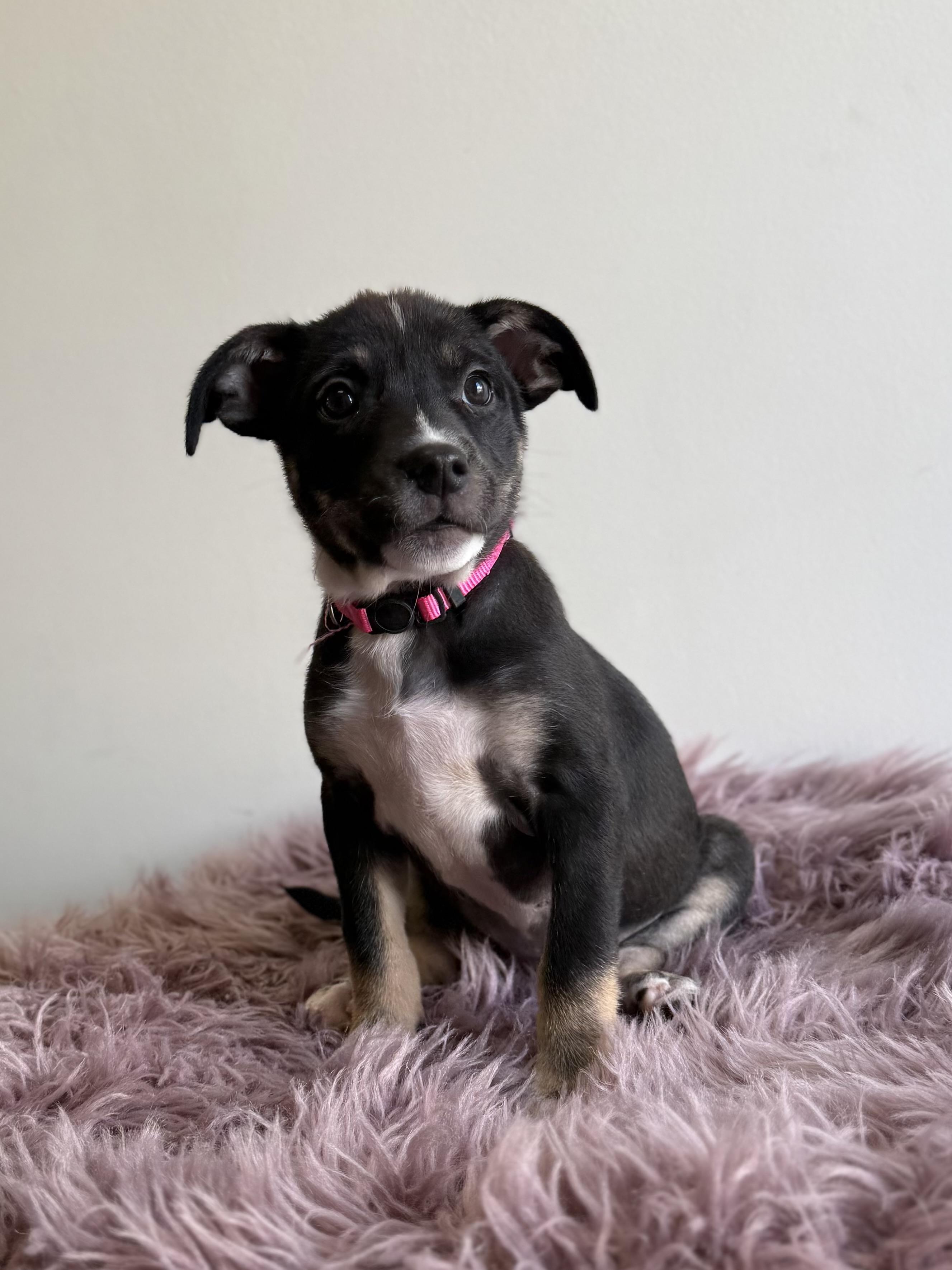 Tavra, an adopted mixed breed in Eagle, CO image 5/6