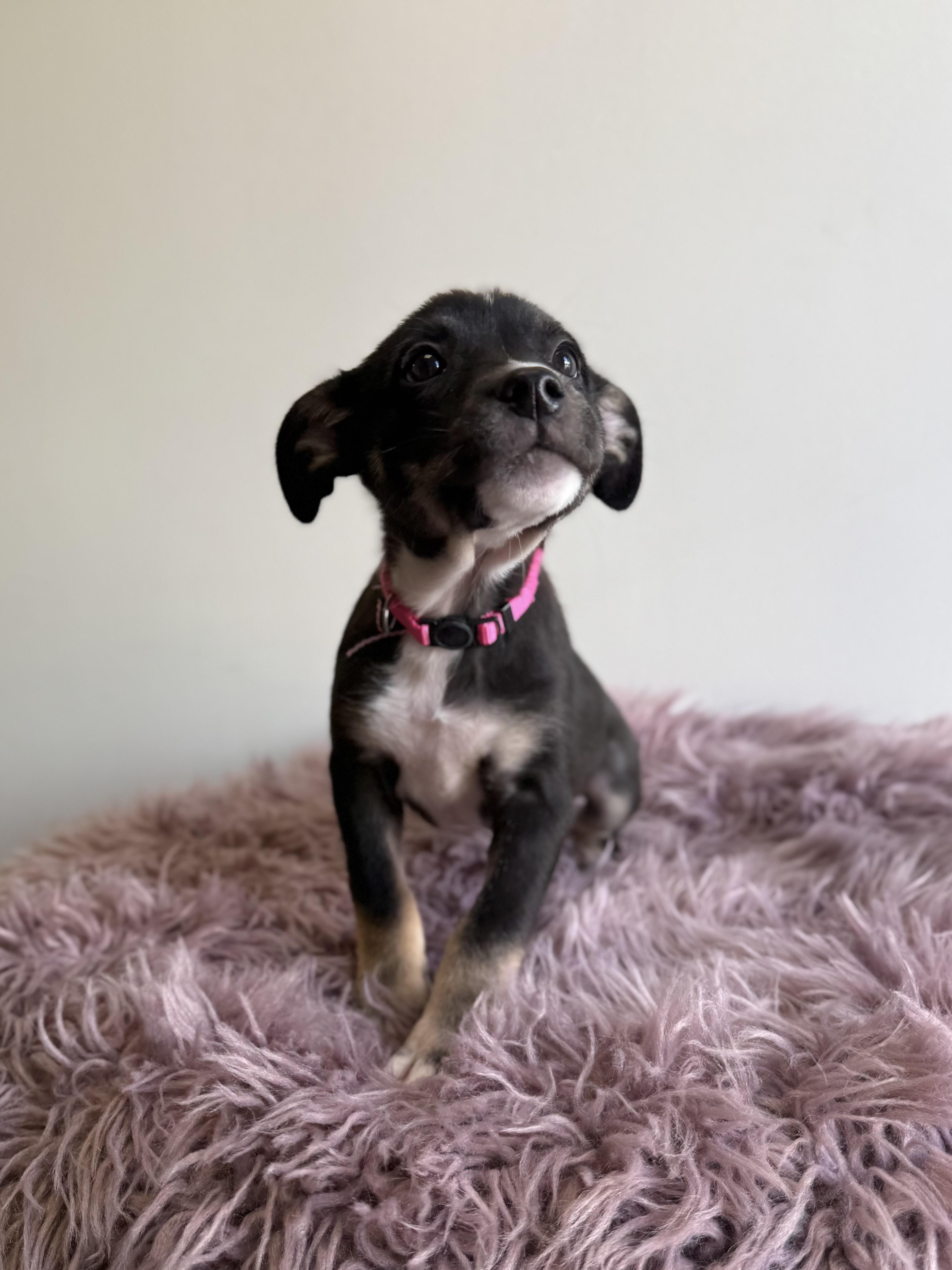 Tavra, an adopted mixed breed in Eagle, CO image 3/6