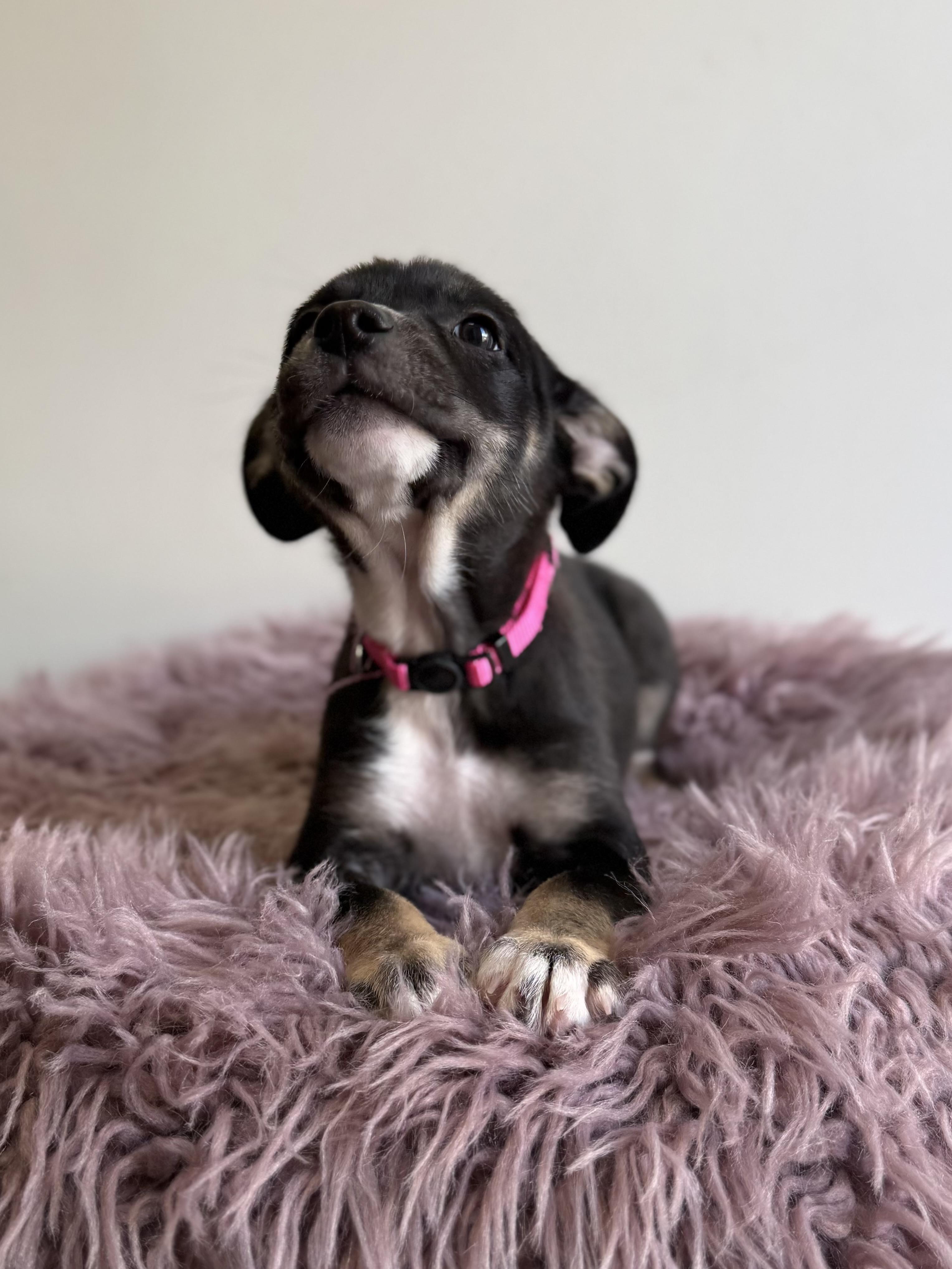 Tavra, an adopted mixed breed in Eagle, CO image 2/6