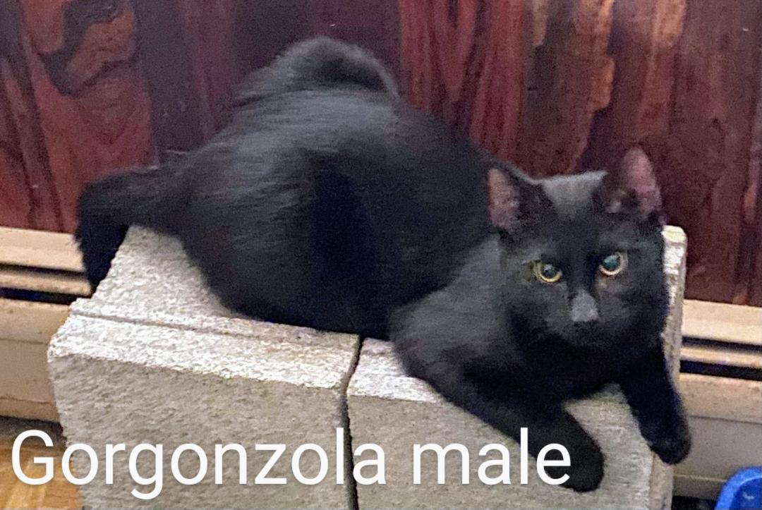 Gorgonzola, a Adoptable Domestic Short Hair in Binghamton, NY image 2/2