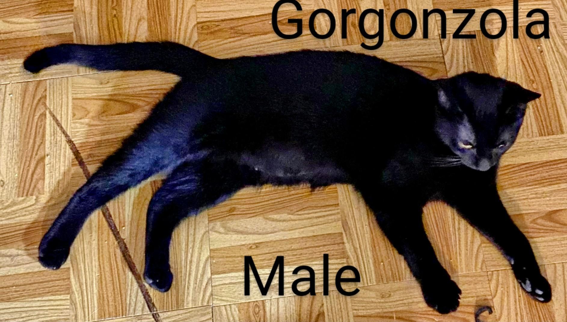 Gorgonzola, a Adoptable Domestic Short Hair in Binghamton, NY image 1/2