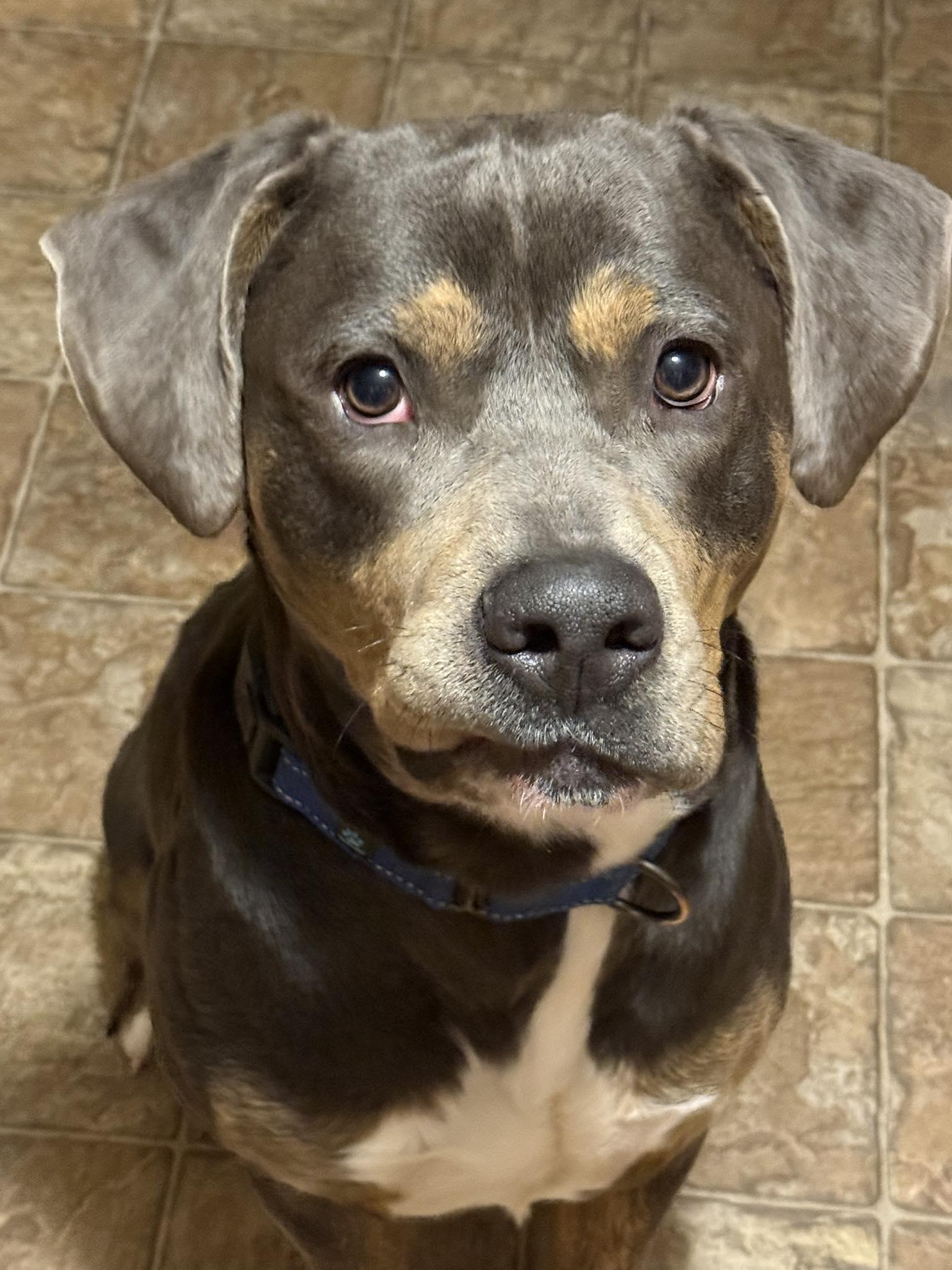 Enlarge Hercules, a Adoptable mixed breed in Minneapolis, MN image 1/3