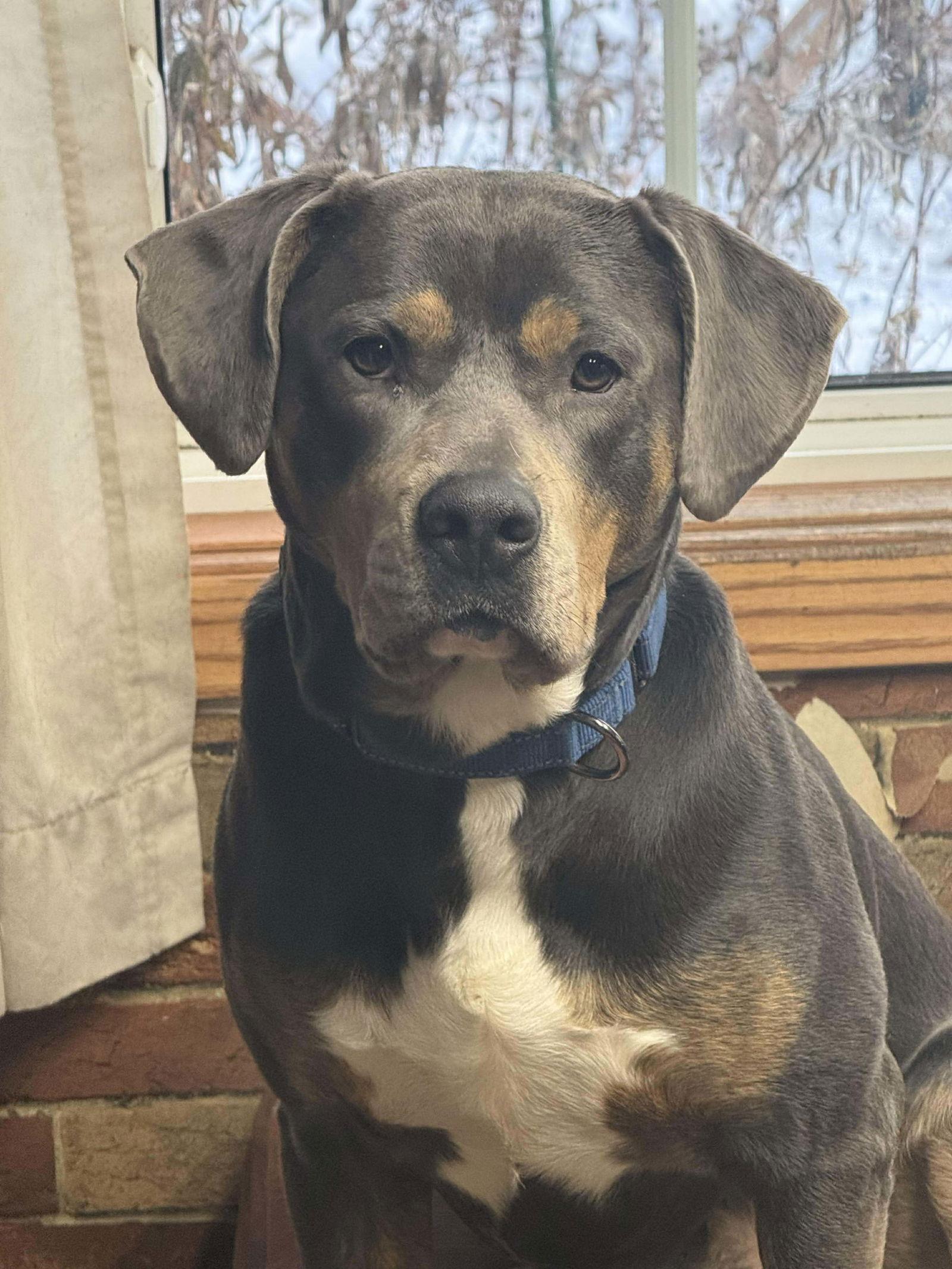 Hercules, Adoptable, Adult Male Rottweiler & Hound.