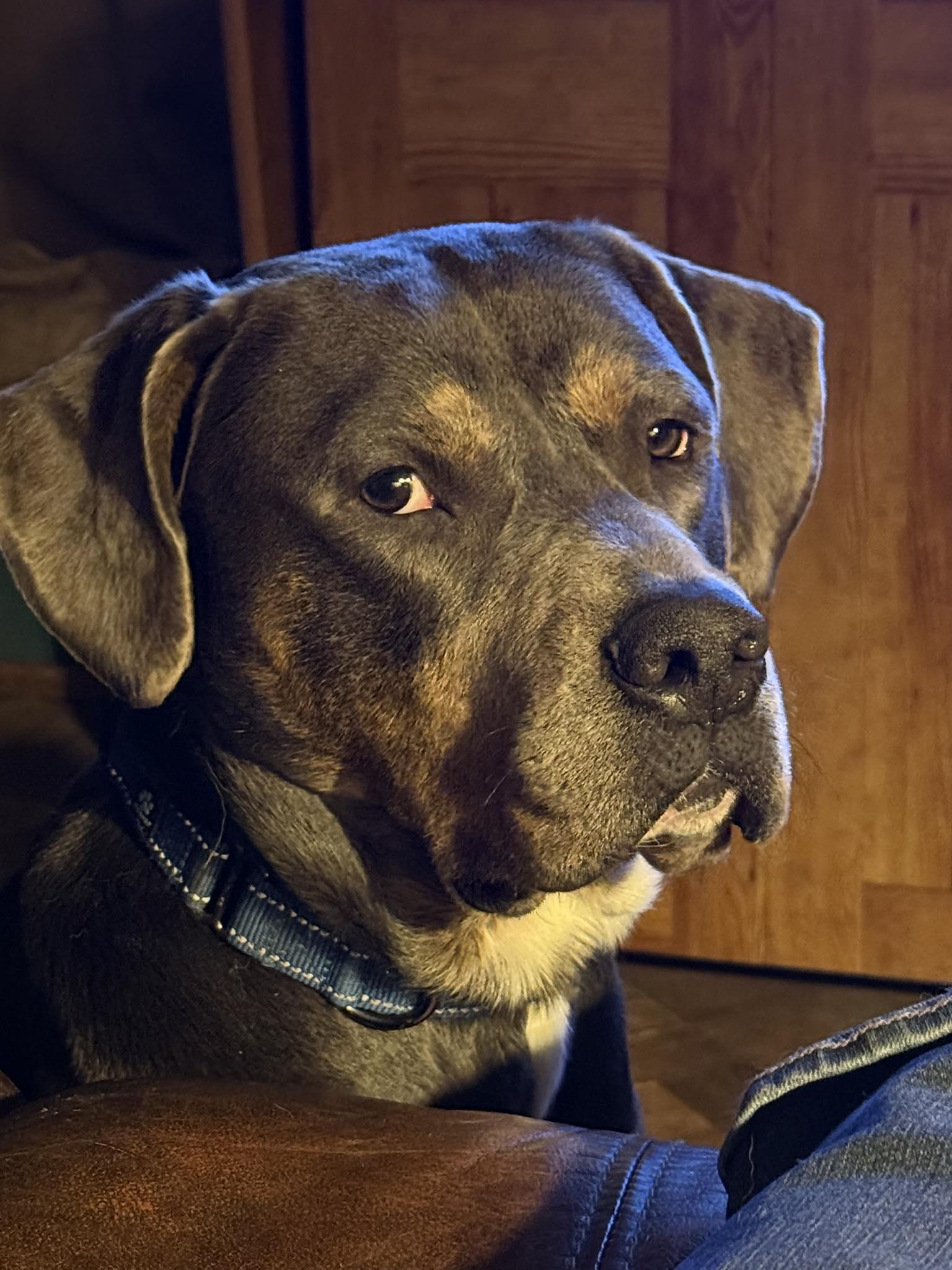 Enlarge Hercules, a Adoptable mixed breed in Minneapolis, MN image 2/3