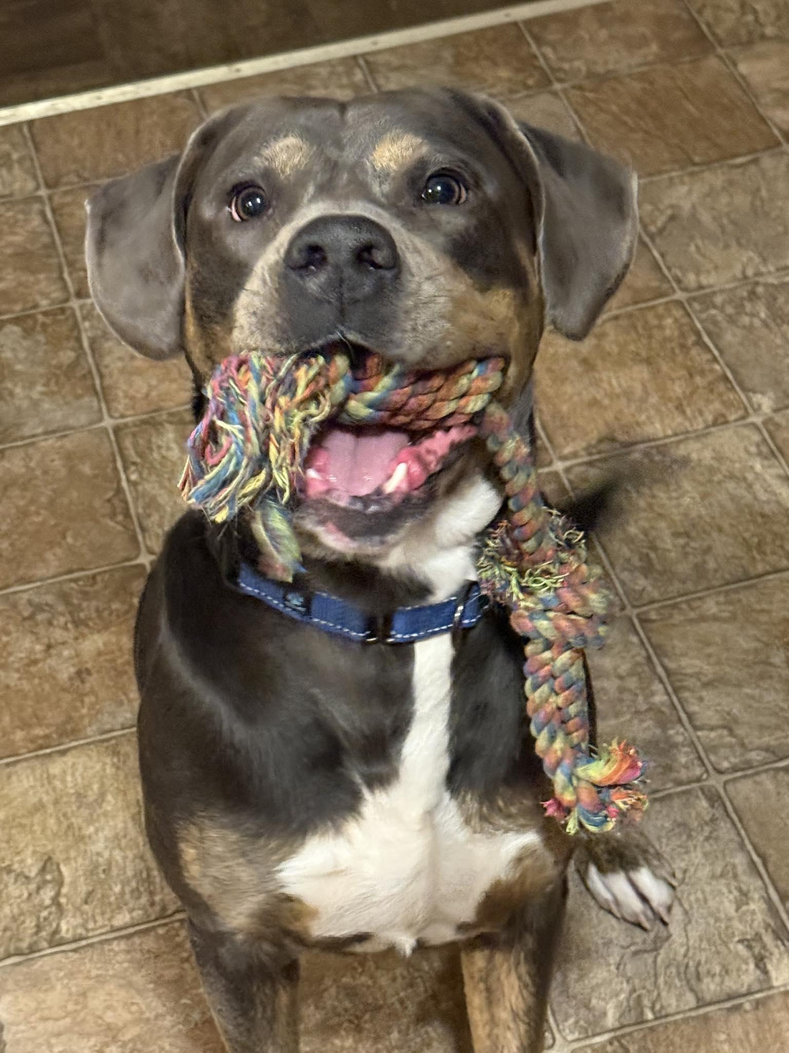 Enlarge Hercules, a Adoptable mixed breed in Minneapolis, MN image 3/3