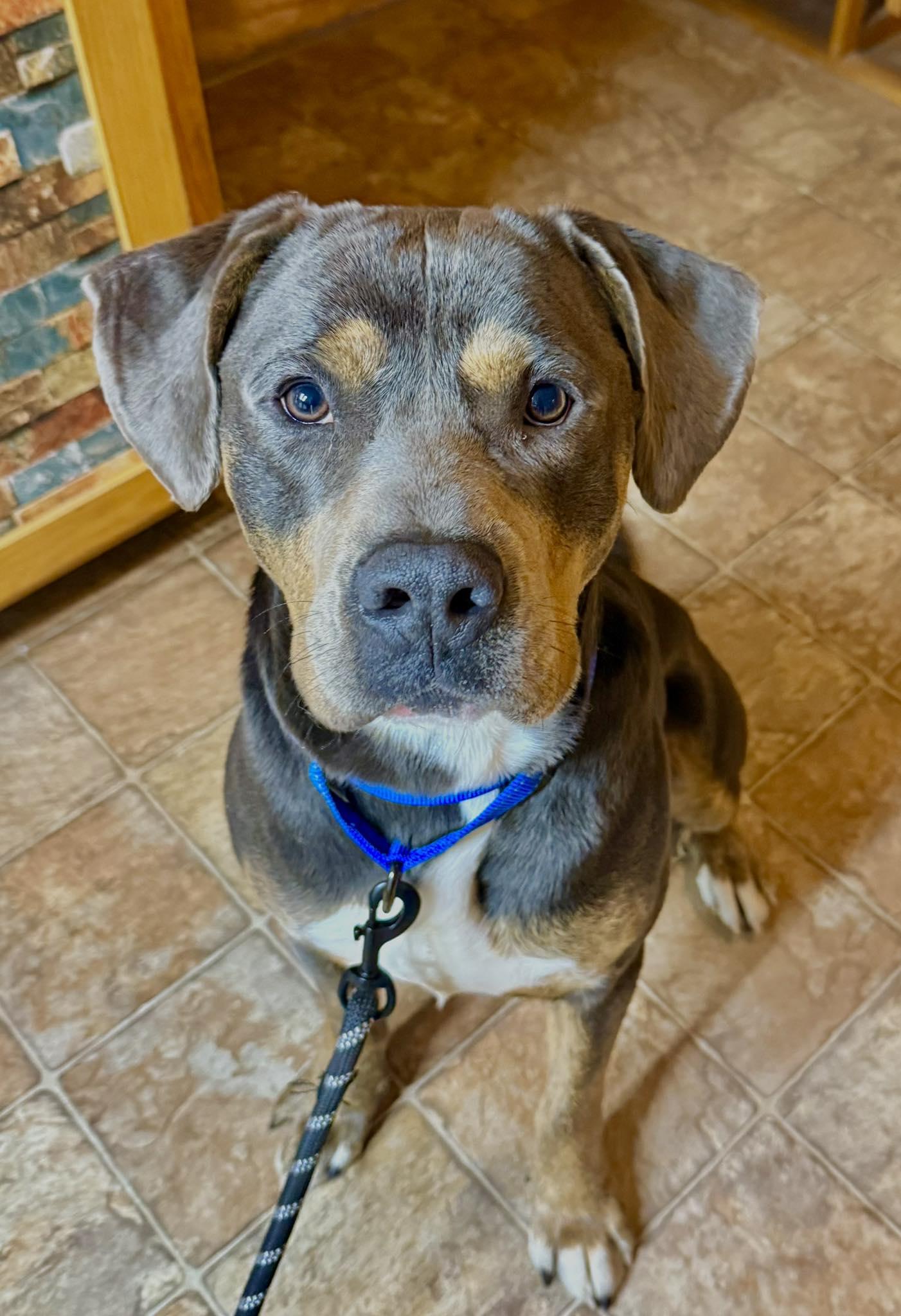 Enlarge Hercules, a Adoptable mixed breed in Minneapolis, MN image 3/3