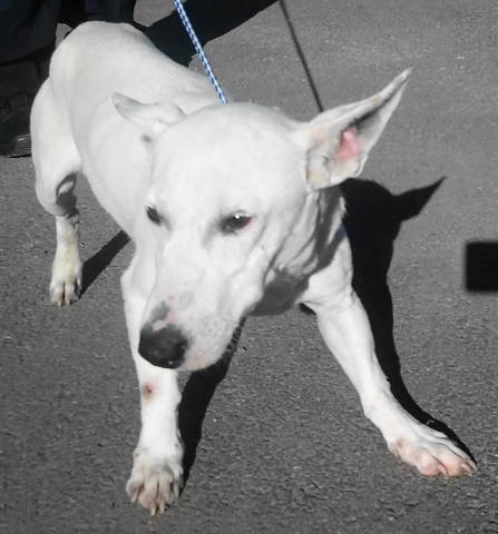 Enlarge Axel, a Adoptable Bull Terrier in Frankston, TX image 1/4