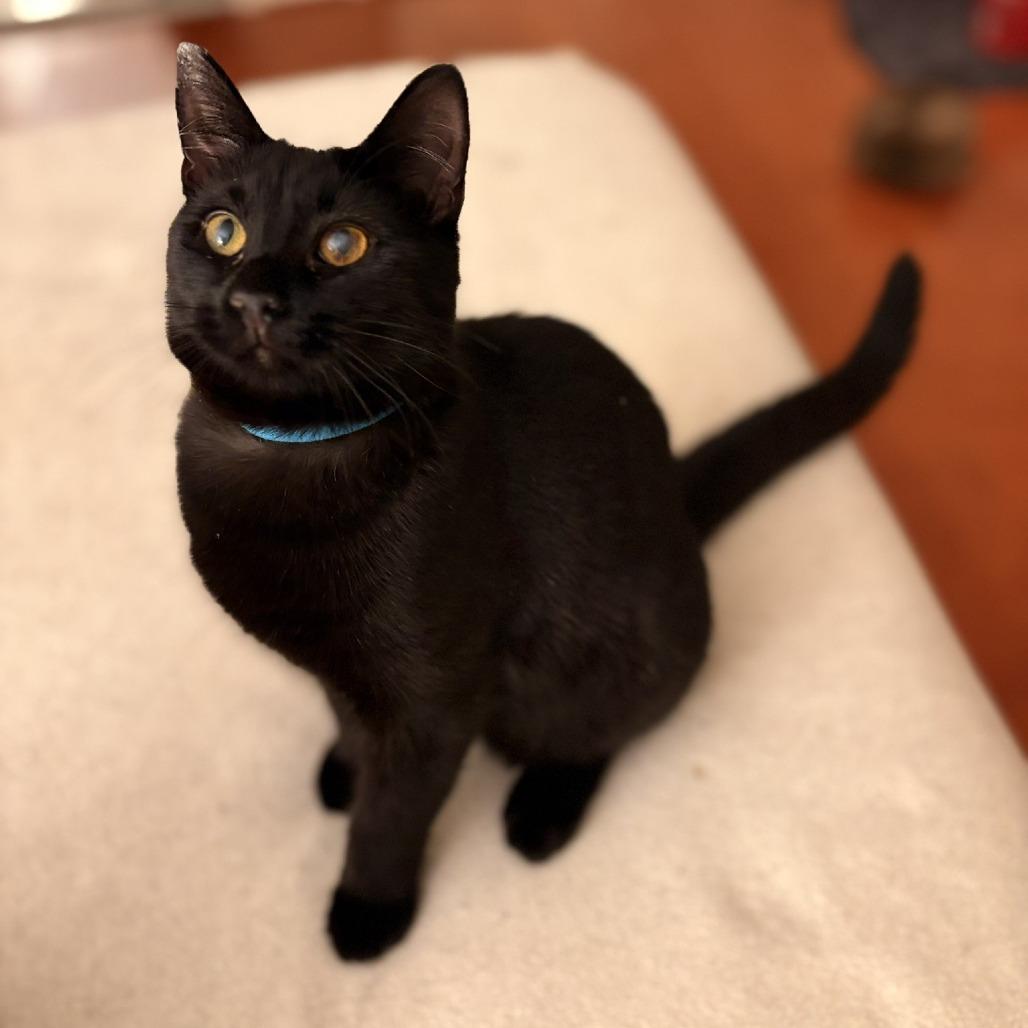 Enlarge Stargazer, a Adoptable Domestic Short Hair in Waldorf, MD image 1/6