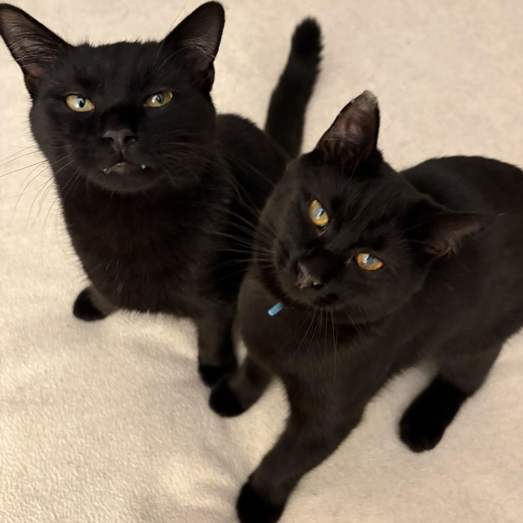 Enlarge Stargazer, a Adoptable Domestic Short Hair in Waldorf, MD image 3/6