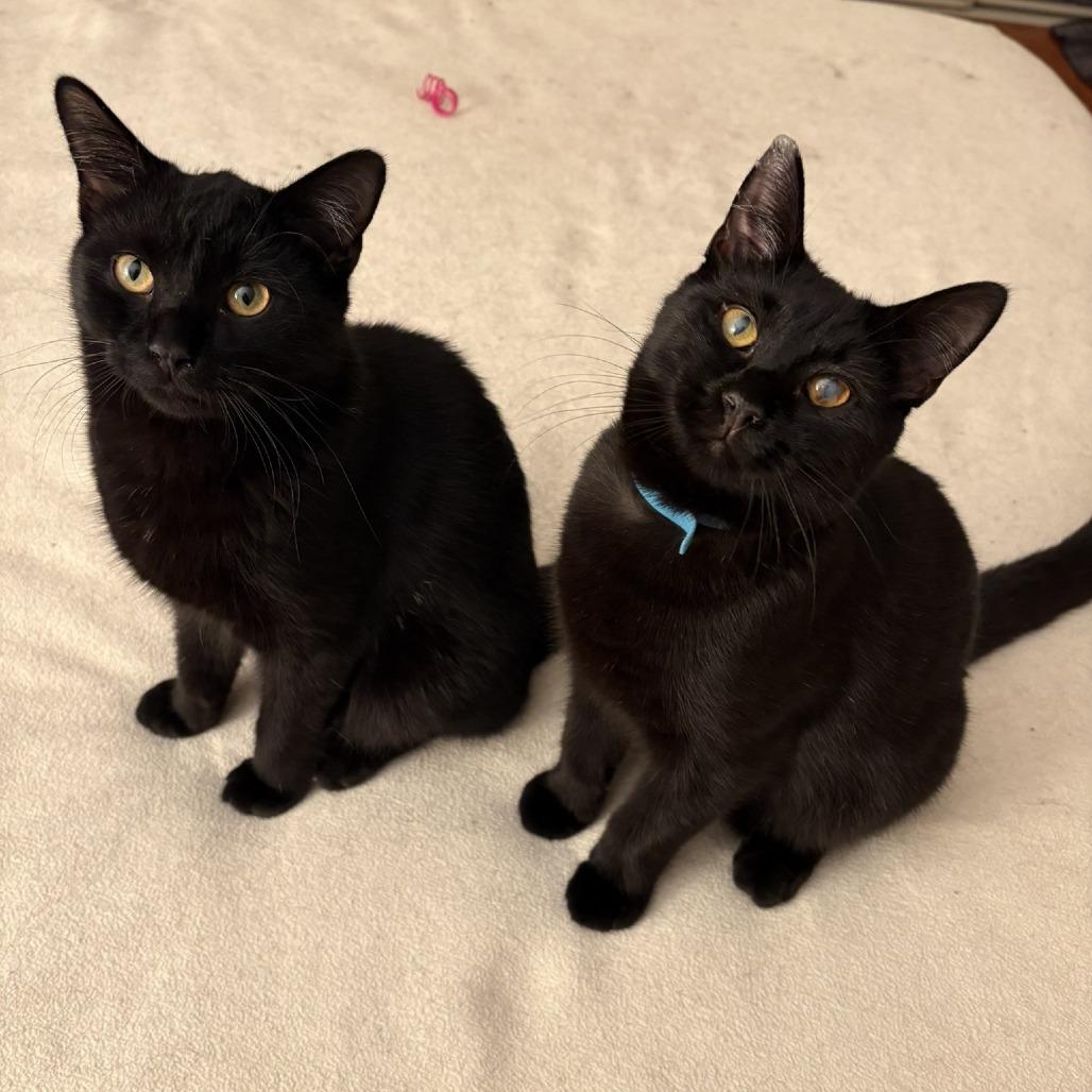 Enlarge Stargazer, a Adoptable Domestic Short Hair in Waldorf, MD image 4/6