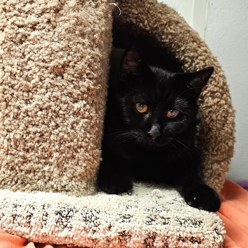 Enlarge Stargazer, a Adoptable Domestic Short Hair in Waldorf, MD image 5/6