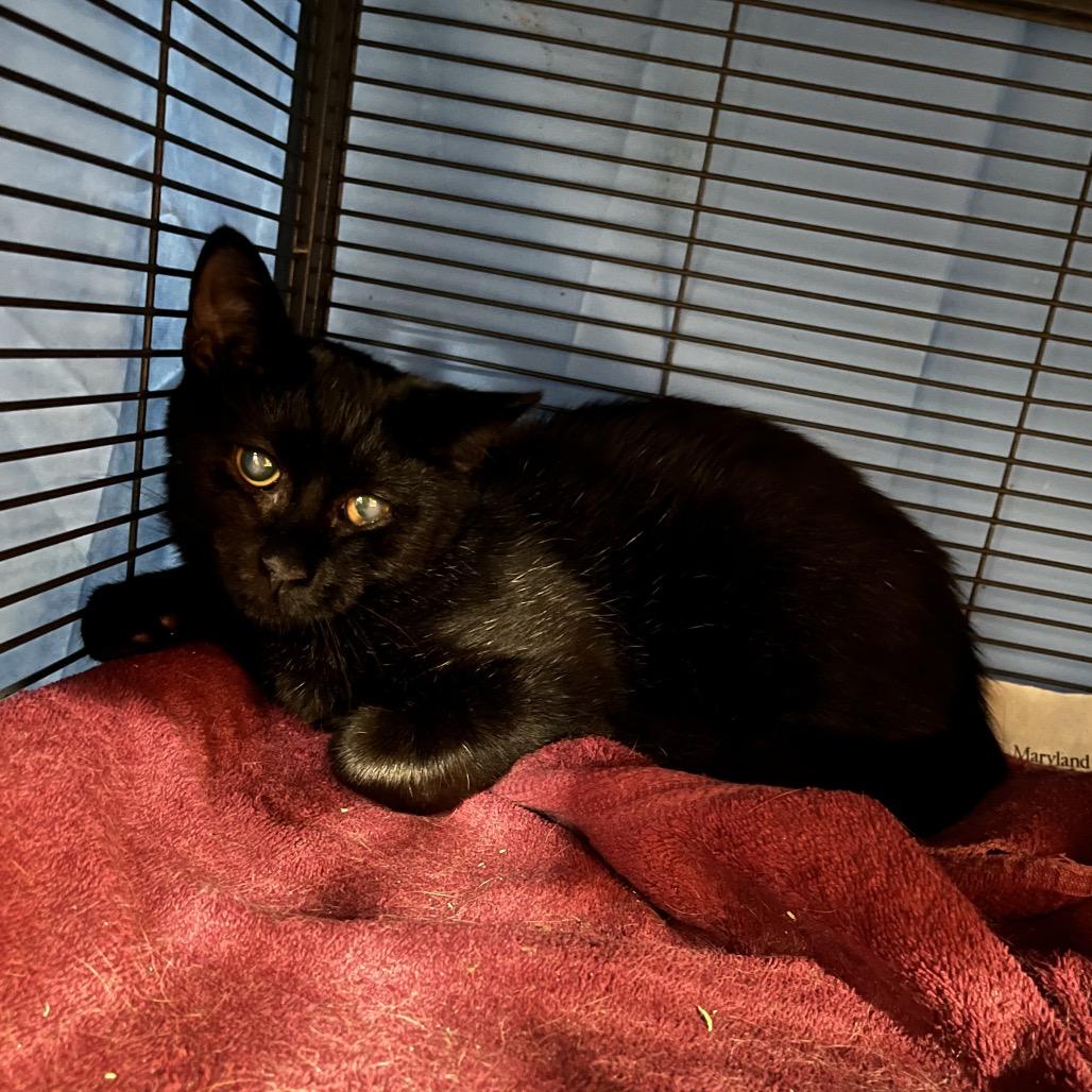 Enlarge Stargazer, a Adoptable Domestic Short Hair in Waldorf, MD image 6/6