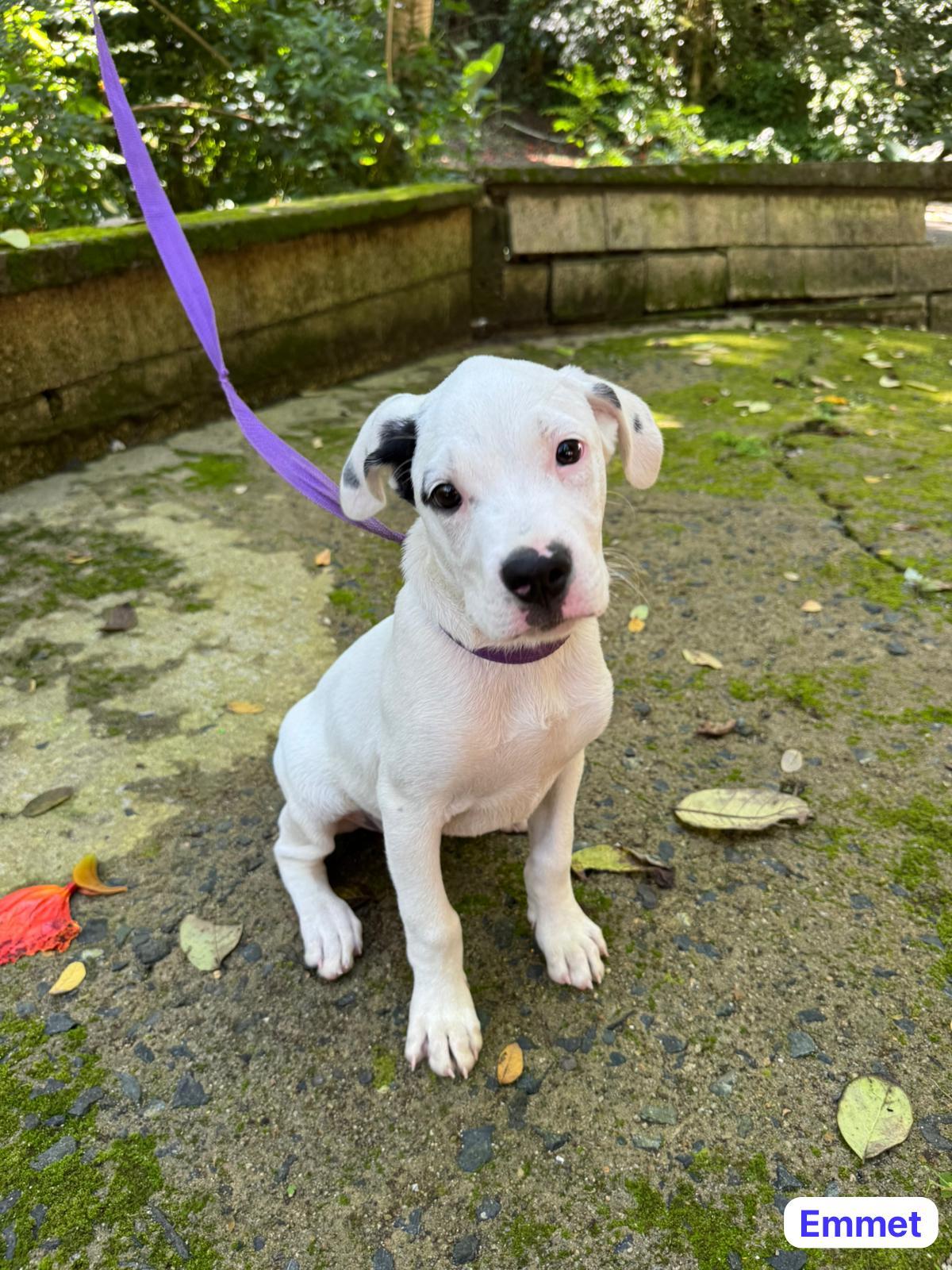 Emmitt, Adoptable, Puppy Male English Pointer & Hound.