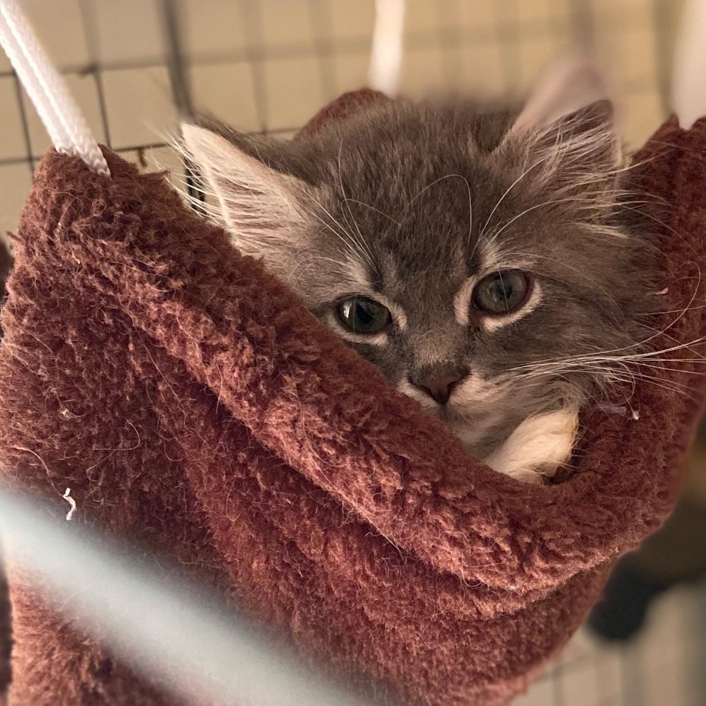 Hamilton, Baby Male Tabby