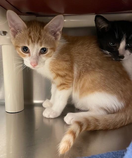 Enlarge Ringo, a ADOPTABLE Domestic Short Hair in Prudenville, MI image 1/1