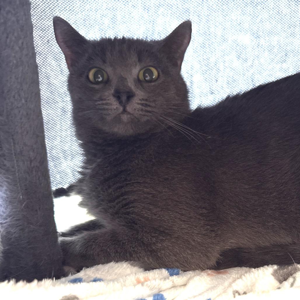 Enlarge Wiffles, a Adoptable mixed breed in Tupelo, MS image 1/1