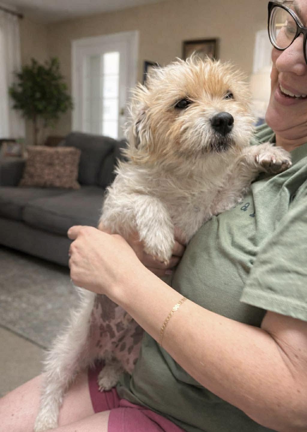 Enlarge Muppet, an adopted mixed breed in Chester , VA image 4/6