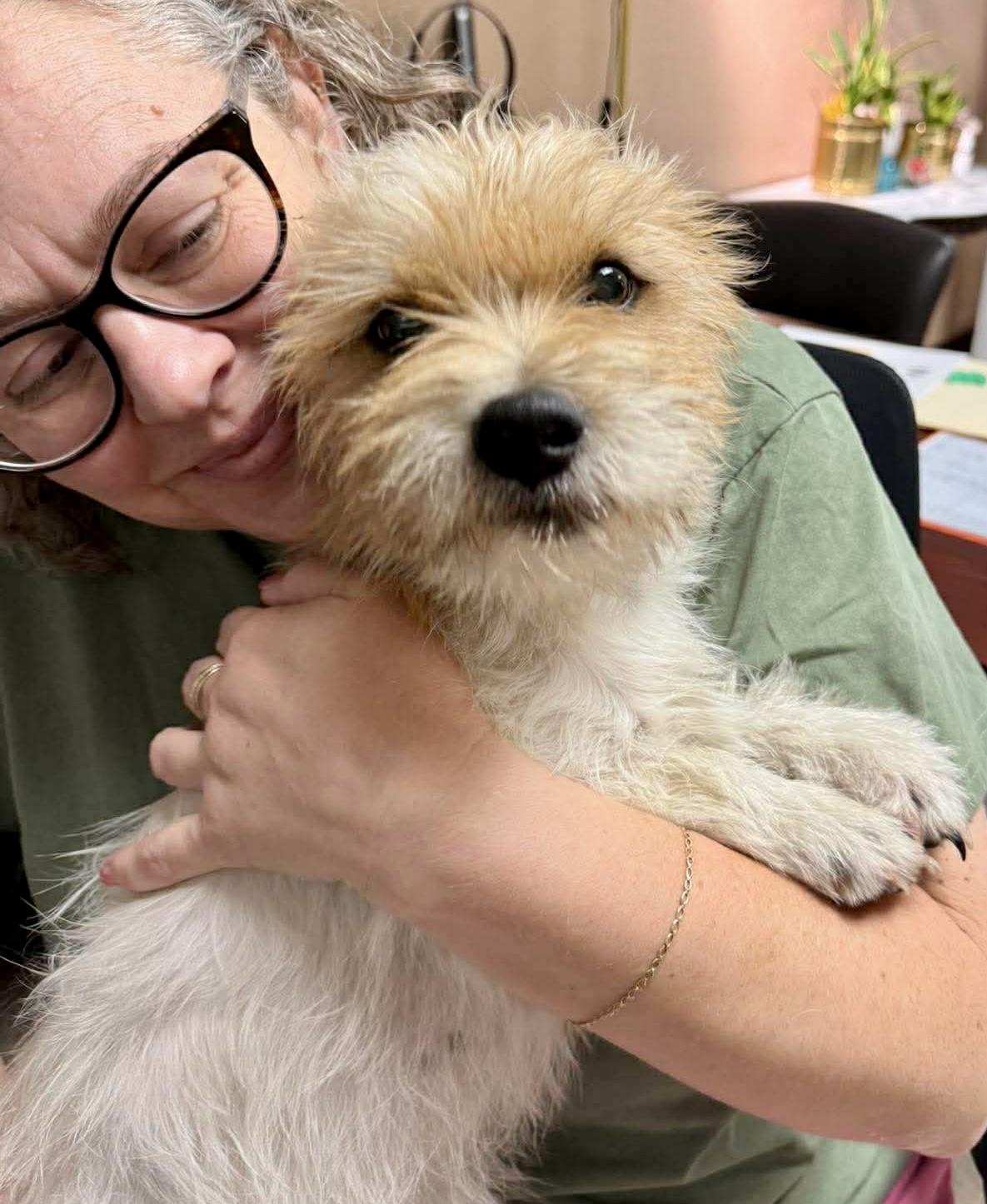 Enlarge Muppet, an adopted mixed breed in Chester , VA image 6/6