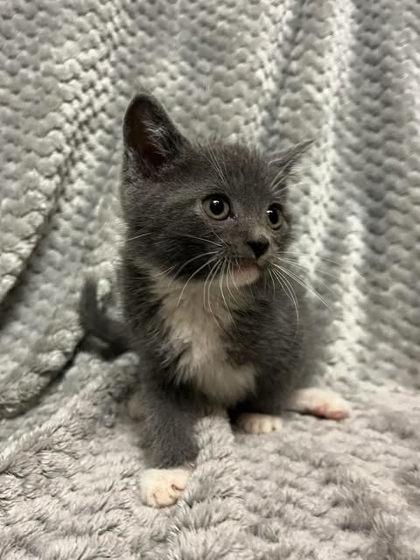 Enlarge Lochness, a Adoptable mixed breed in Spruce Pine, NC image 1/1