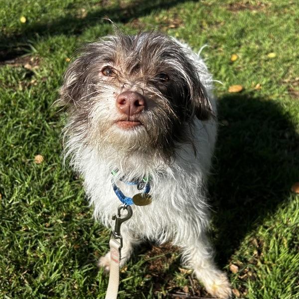 Enlarge Frito, a Adoptable mixed breed in Dublin, CA image 1/2
