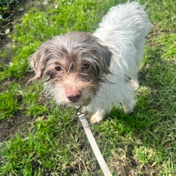 Enlarge Frito, a Adoptable mixed breed in Dublin, CA image 2/2