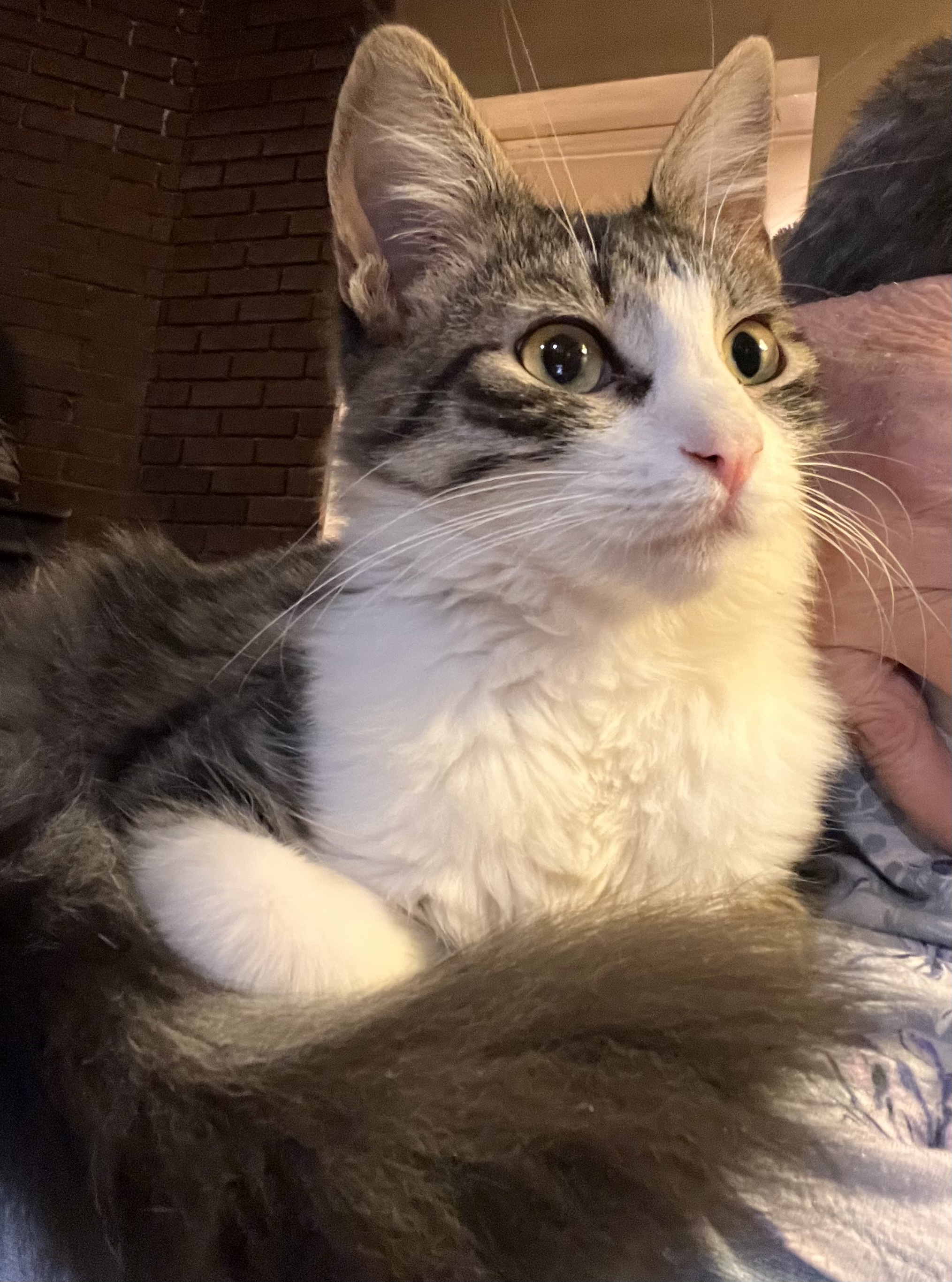 Enlarge Manicotti, a Adoptable mixed breed in Moreno Valley, CA image 3/4