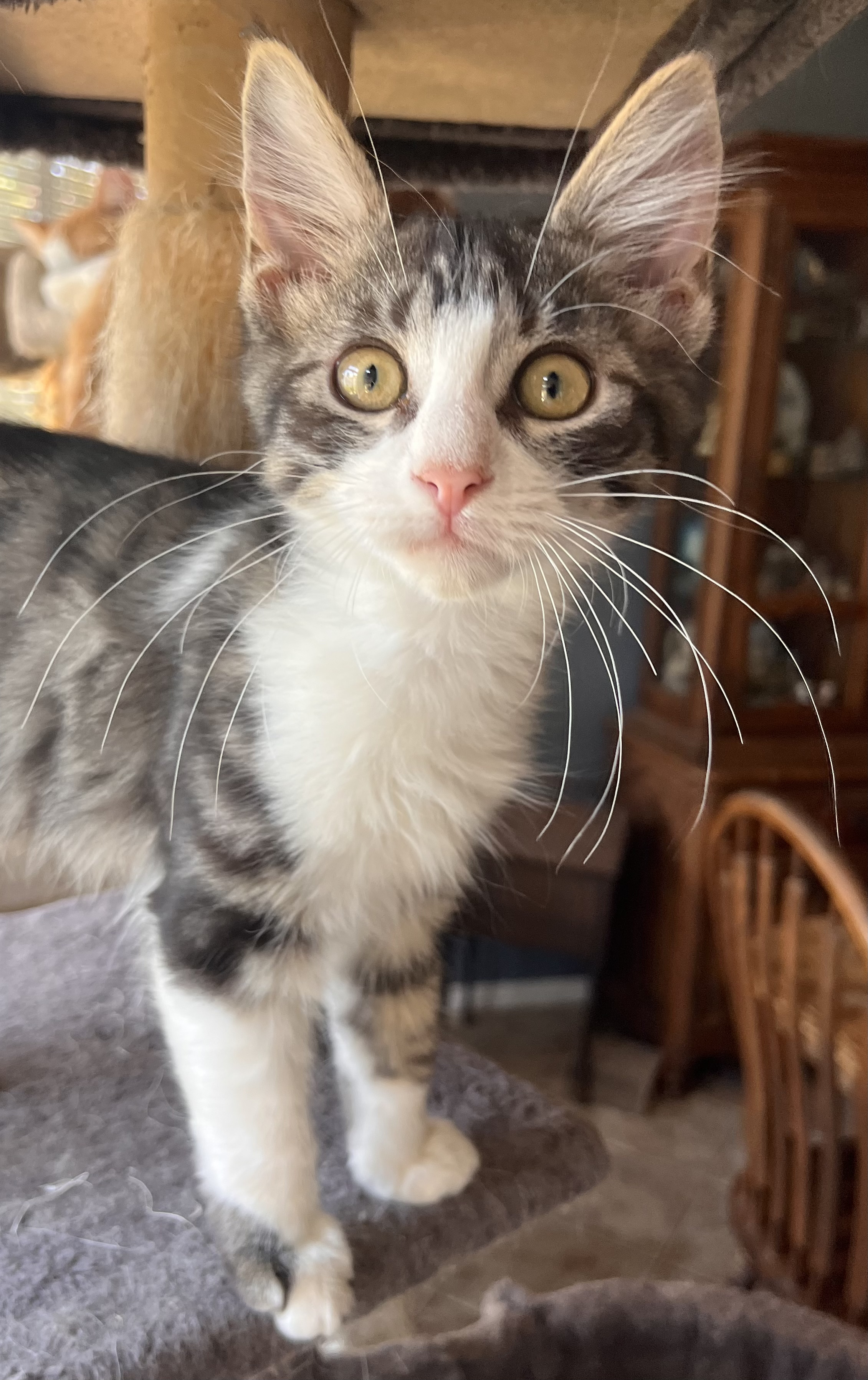 Enlarge Manicotti, a Adoptable mixed breed in Moreno Valley, CA image 4/4