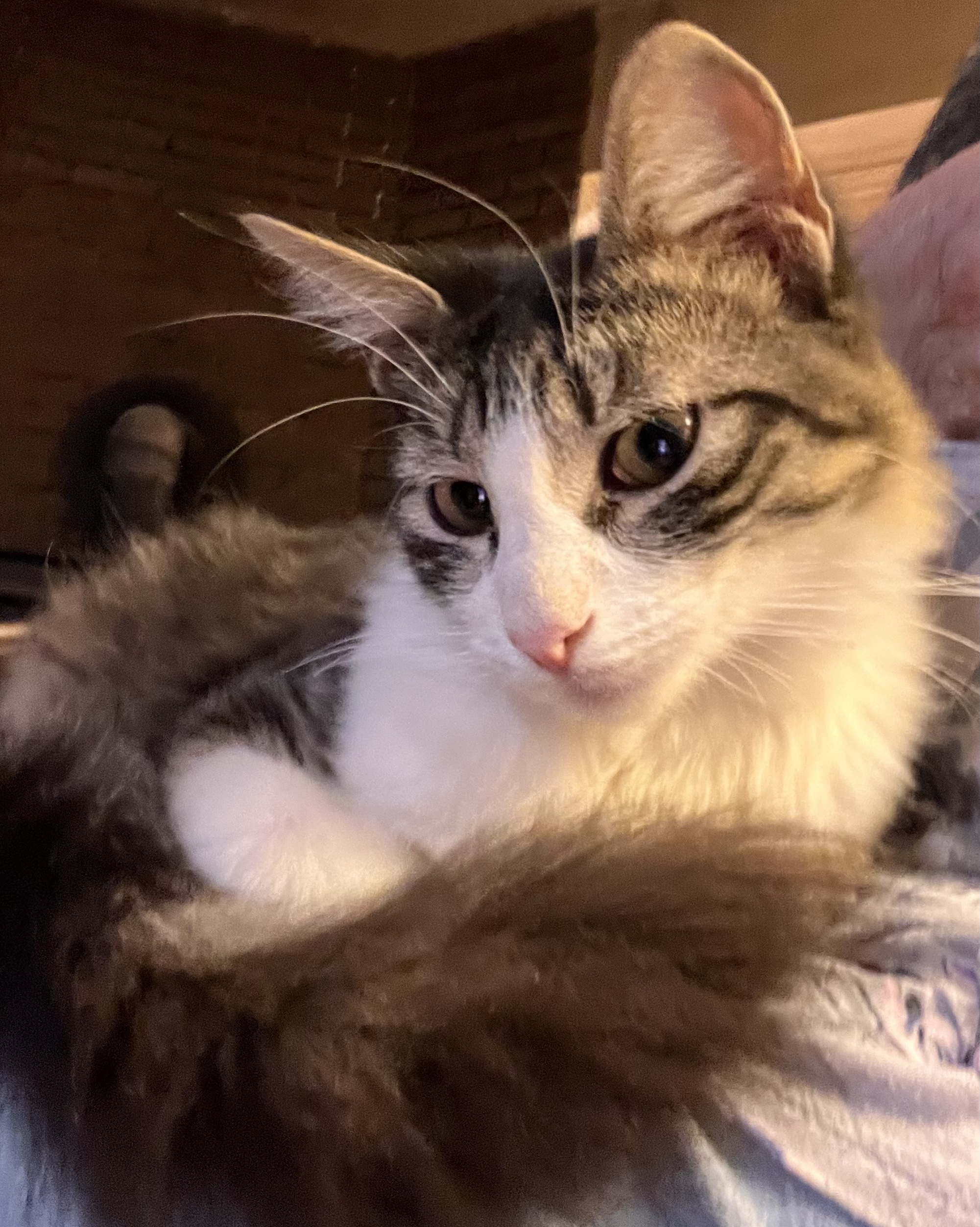 Enlarge Manicotti, a Adoptable mixed breed in Moreno Valley, CA image 2/4