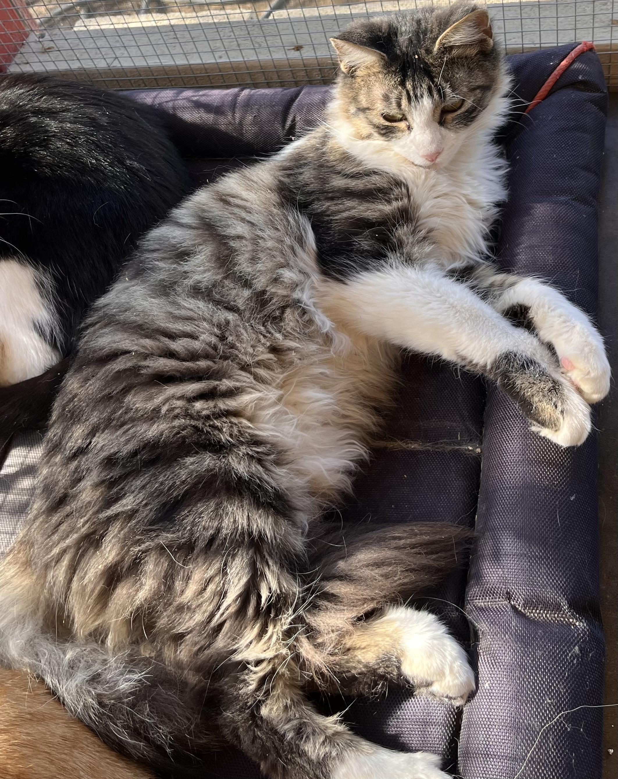 Enlarge Manicotti, a Adoptable mixed breed in Moreno Valley, CA image 1/4