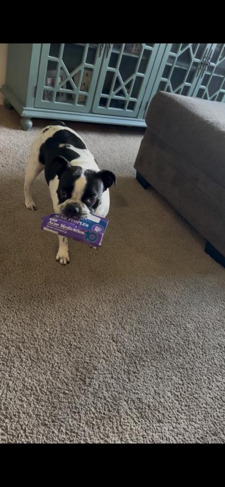 Luna - 4700 FL, Adopted, Adult Female Boston Terrier & French Bulldog.