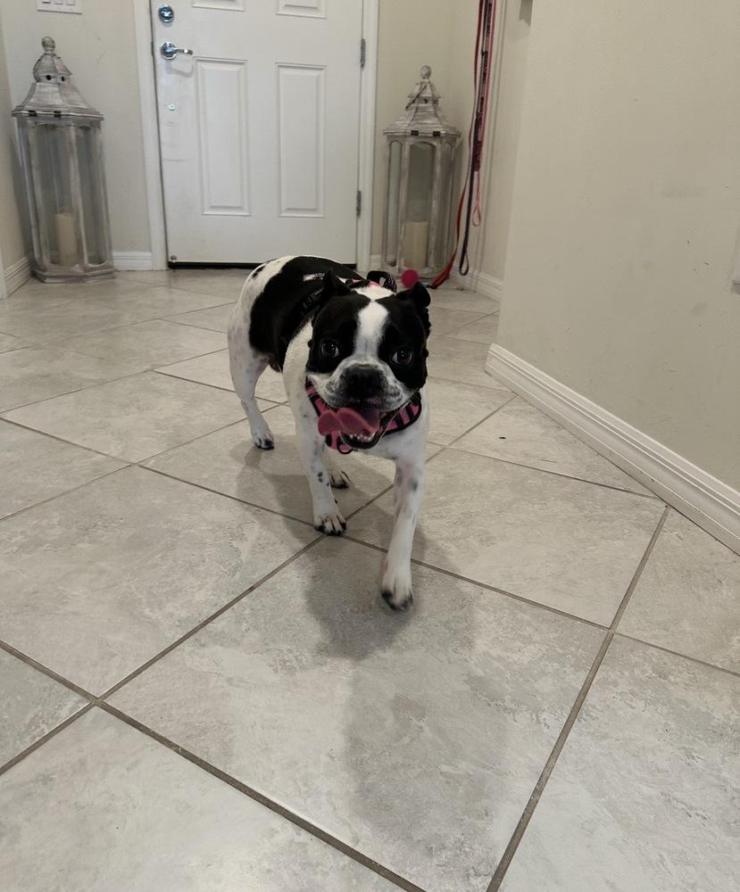 Enlarge Luna - 4700 FL, a Adopted mixed breed in Maryville, TN image 2/4