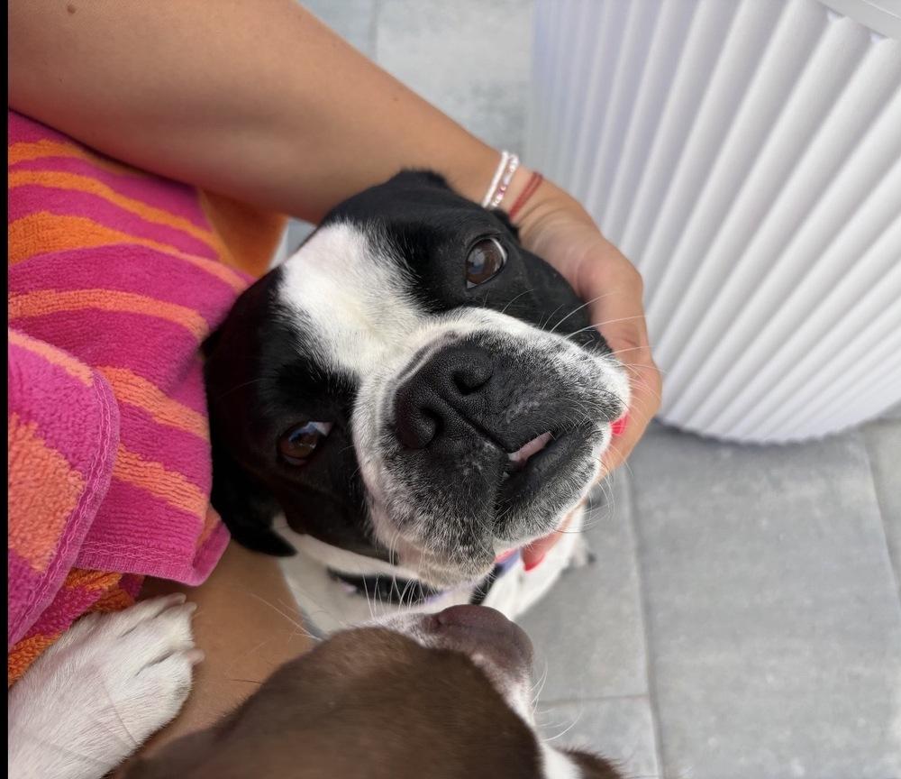 Enlarge Luna - 4700 FL, a Adopted mixed breed in Maryville, TN image 3/4