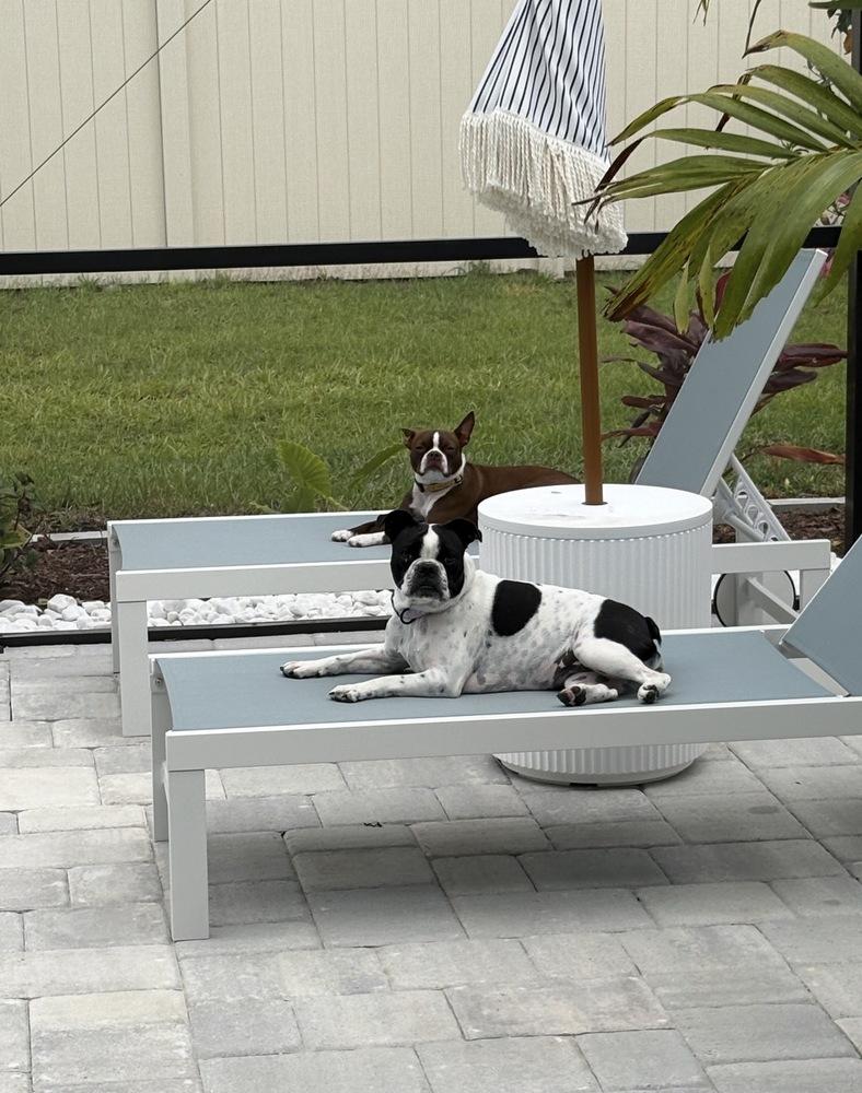 Enlarge Luna - 4700 FL, a Adopted mixed breed in Maryville, TN image 4/4