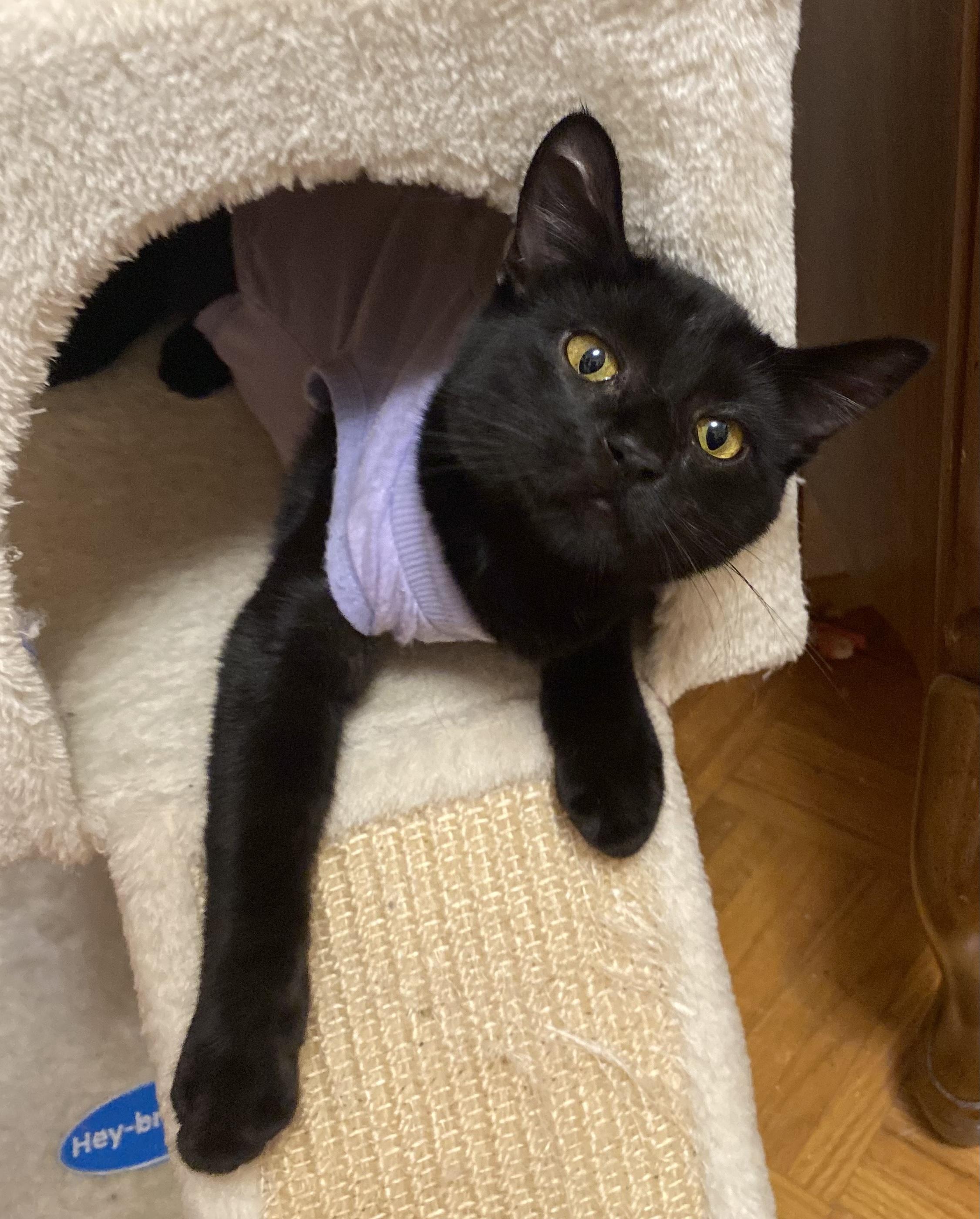 Enlarge Wednesday, a Adoptable Domestic Short Hair in BURNABY, BC image 1/1