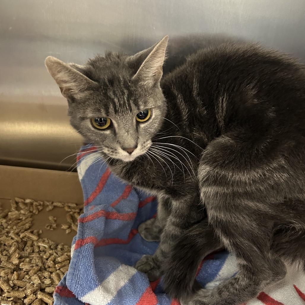 Milford, Adoptable, Young Female Domestic Short Hair.