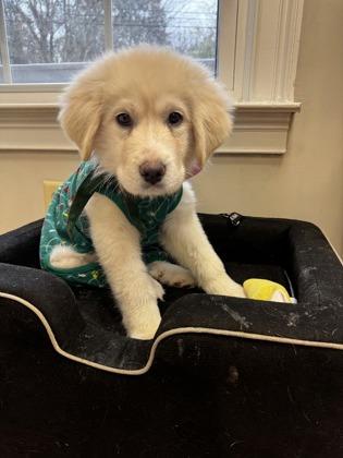 Gingerbread, Adoptable, Young Female Great Pyrenees & Mixed Breed.