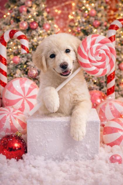 Enlarge Gingerbread, a Adoptable mixed breed in Lawrenceville, GA image 2/3